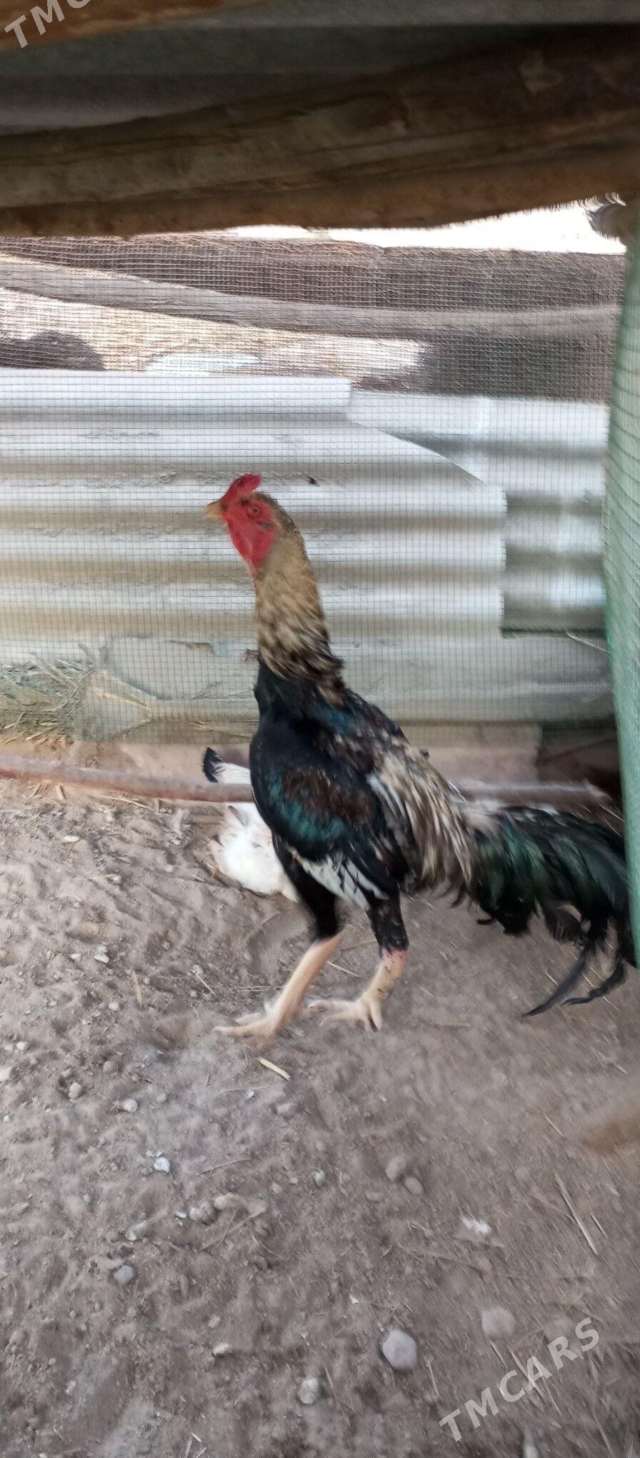 baysowy horaz - Сакар - img 1