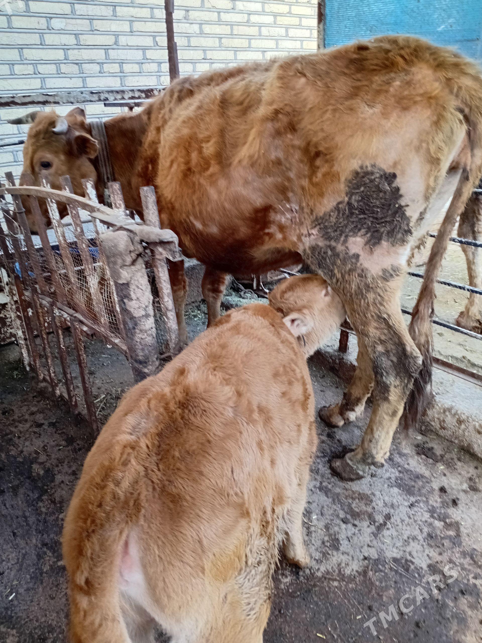 Sygyr - Tejen - img 1