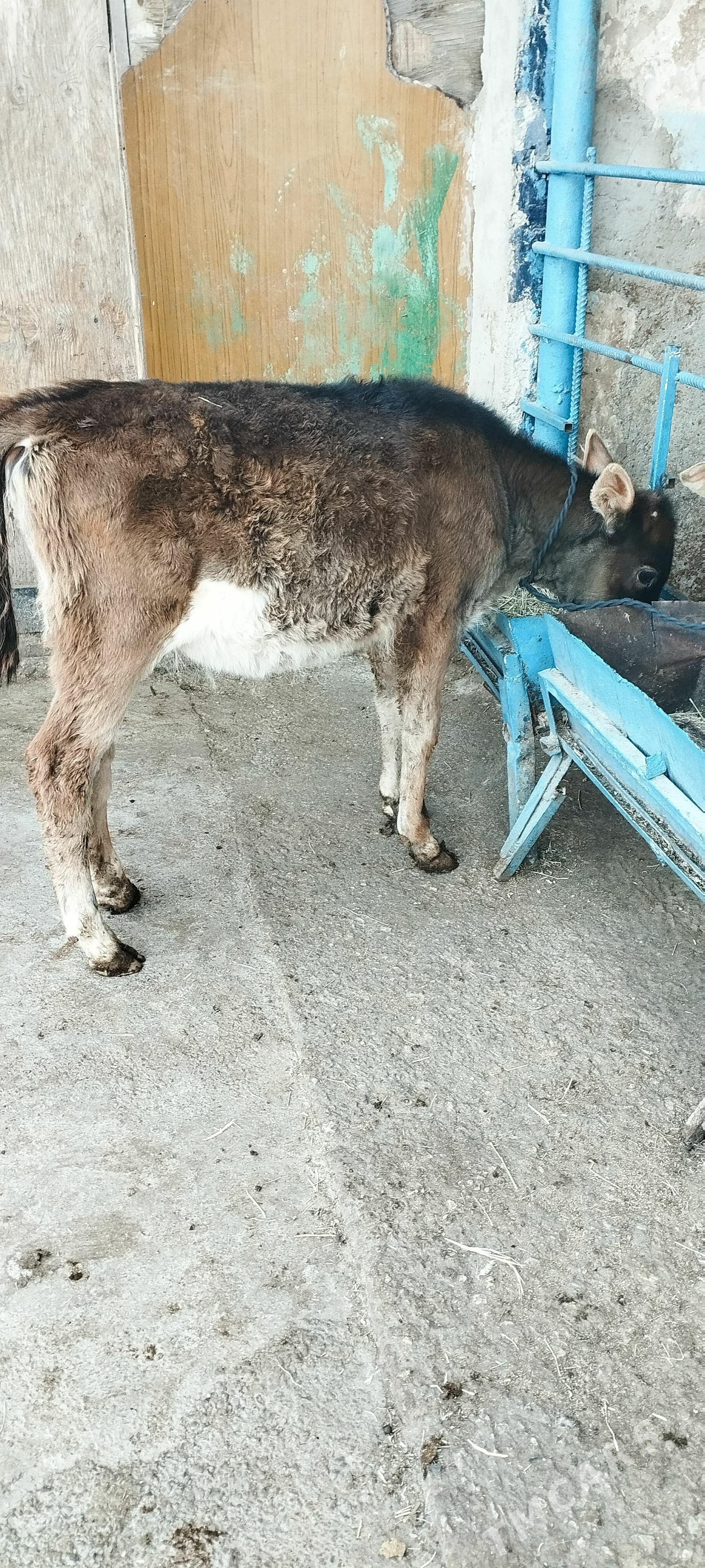 TÜWE Tohum - Aşgabat - img 1