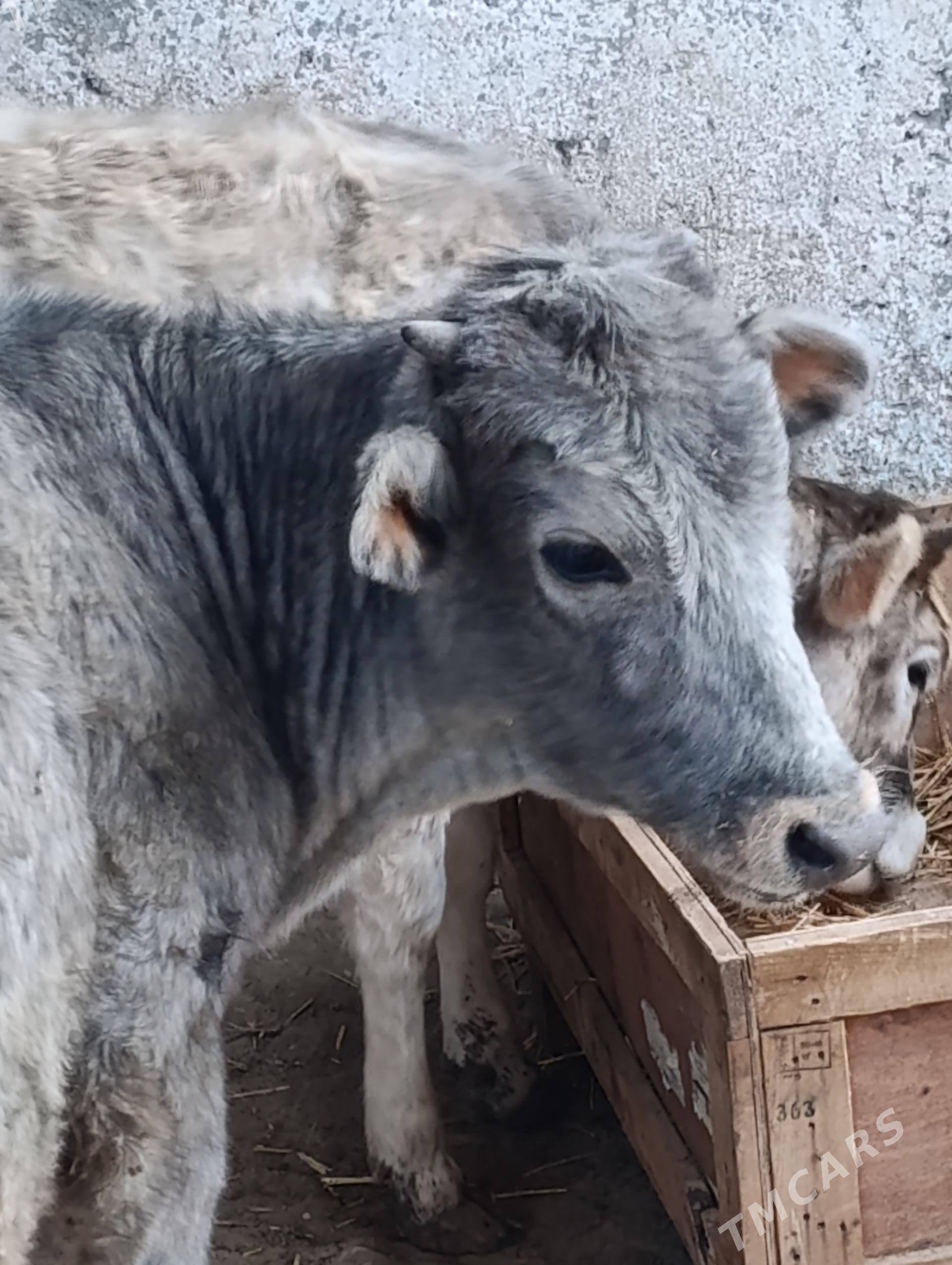 Tohum gacar - Балканабат - img 1