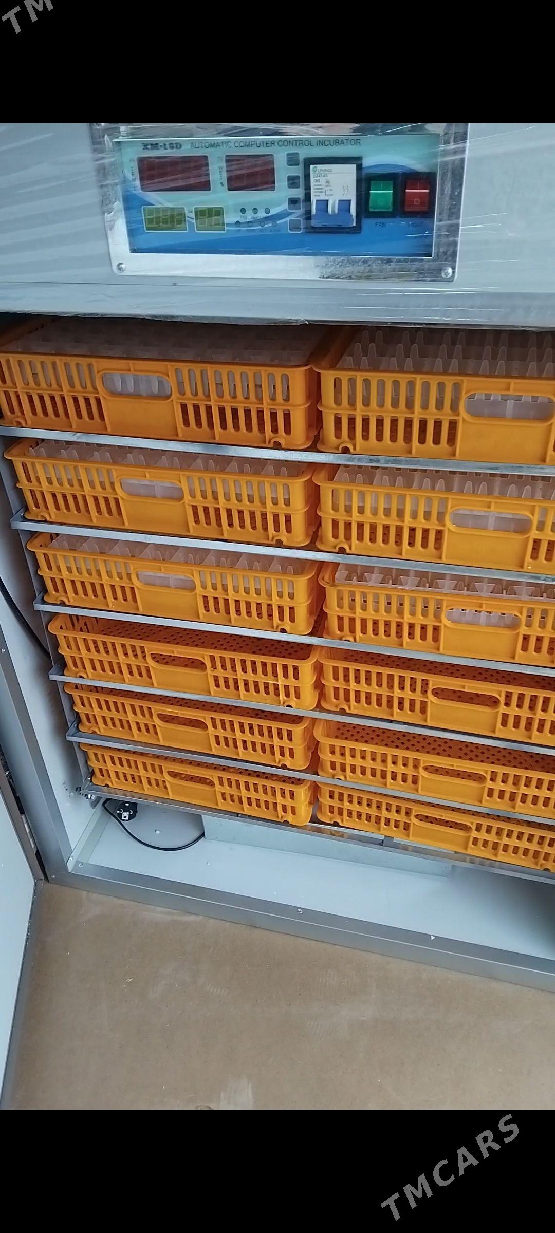 1056 ÿumurtgalyk inkubator - Türkmenabat - img 1