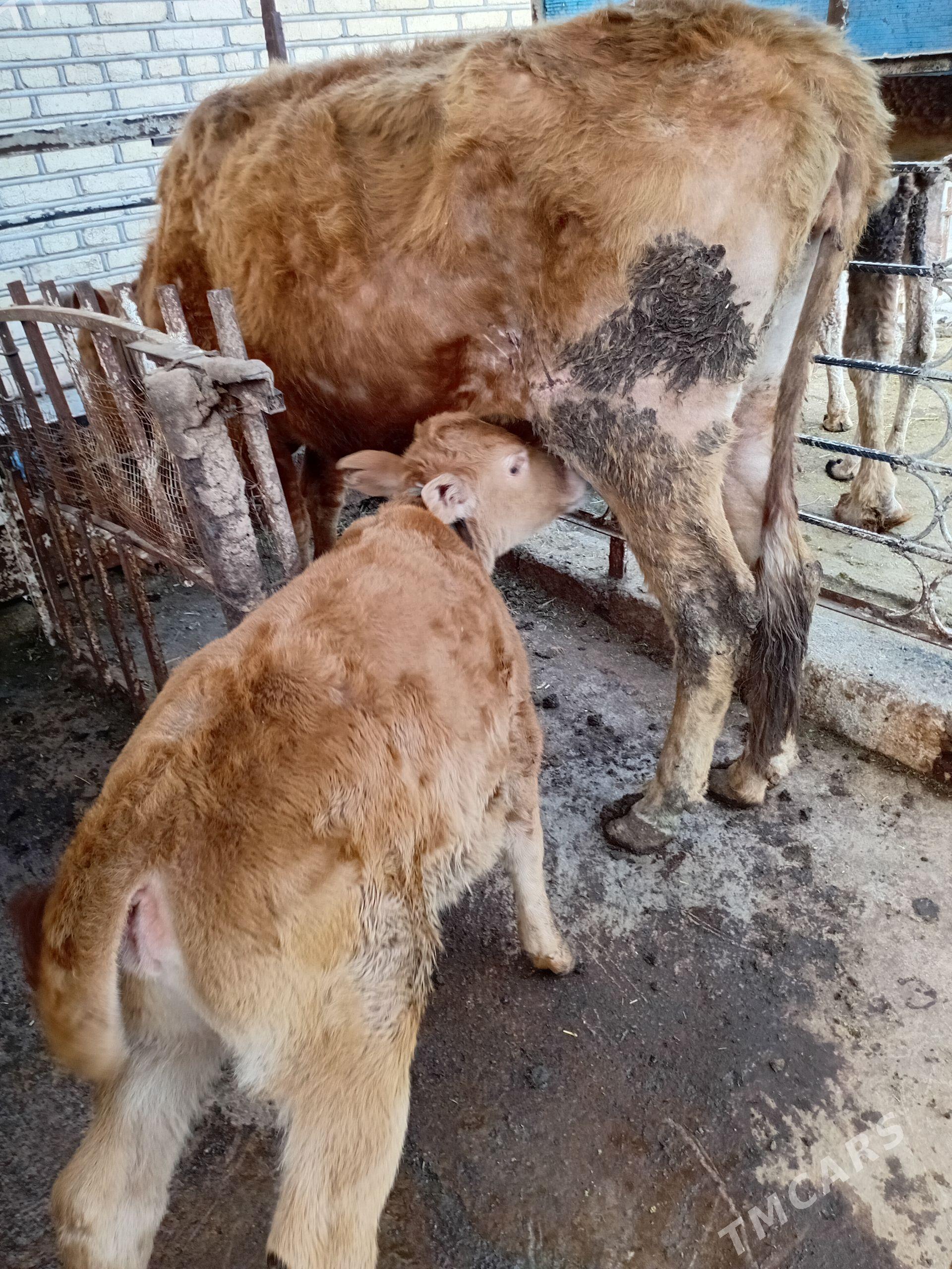 Сыгыр - Теджен - img 1