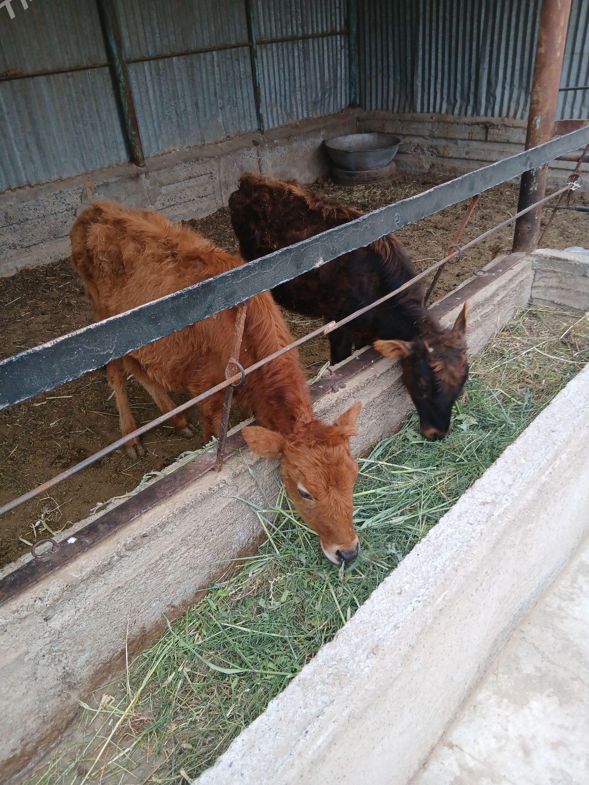 tüwe - Babadaýhan - img 1