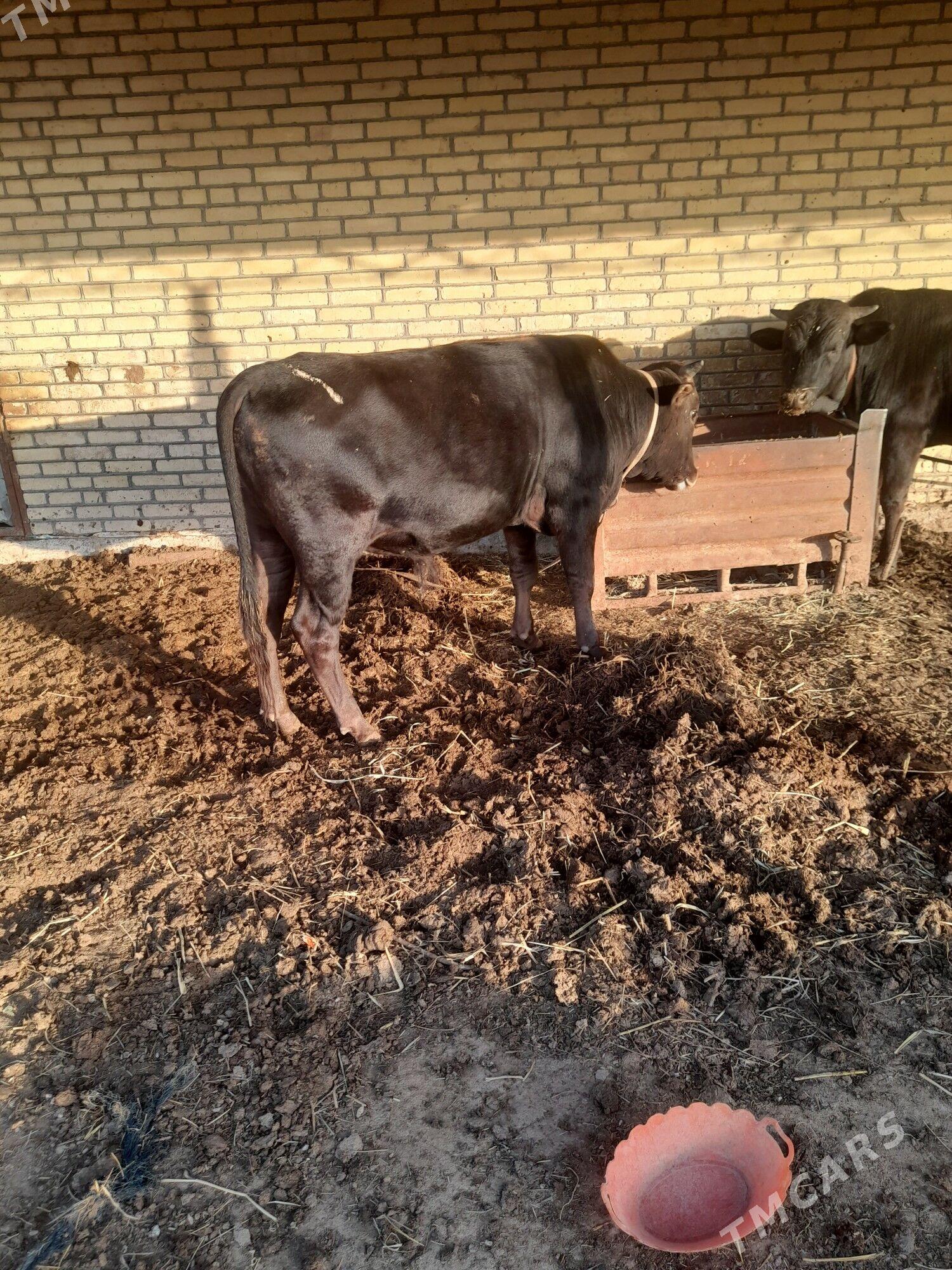 okiz - Murgap - img 1