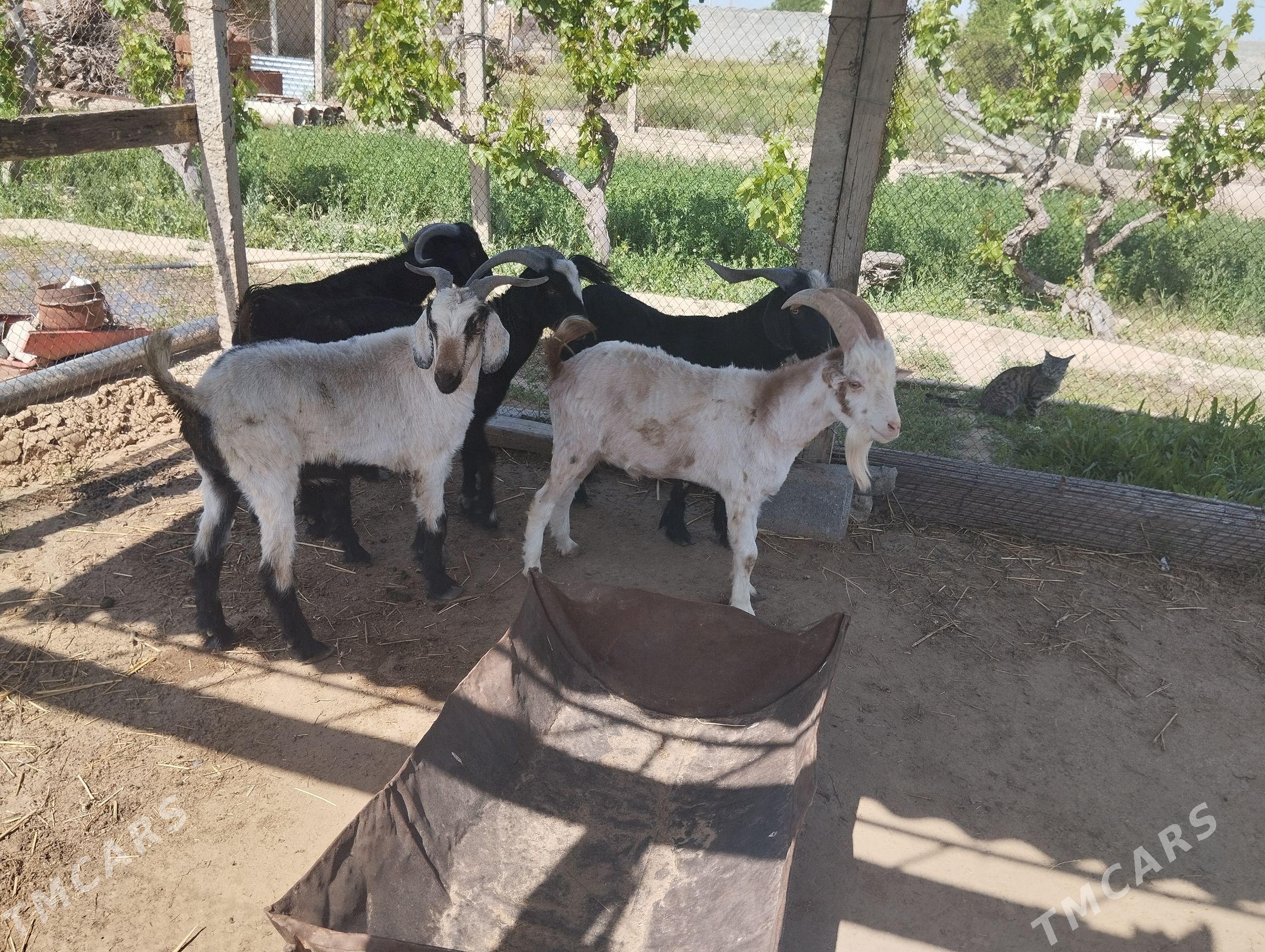 Erkeç dog - Gökdepe - img 1