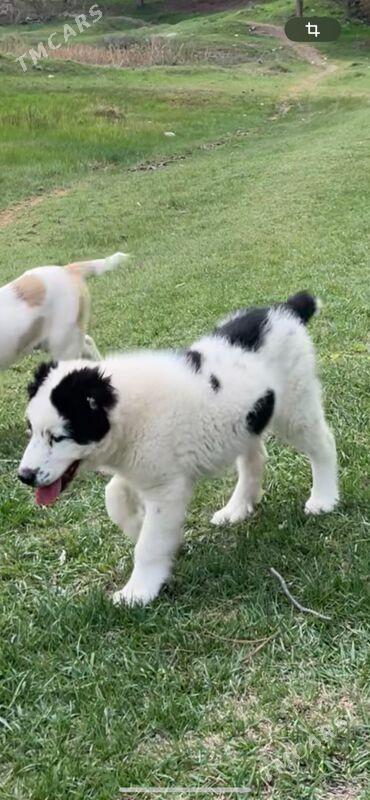 Alabaý - Ашхабад - img 1