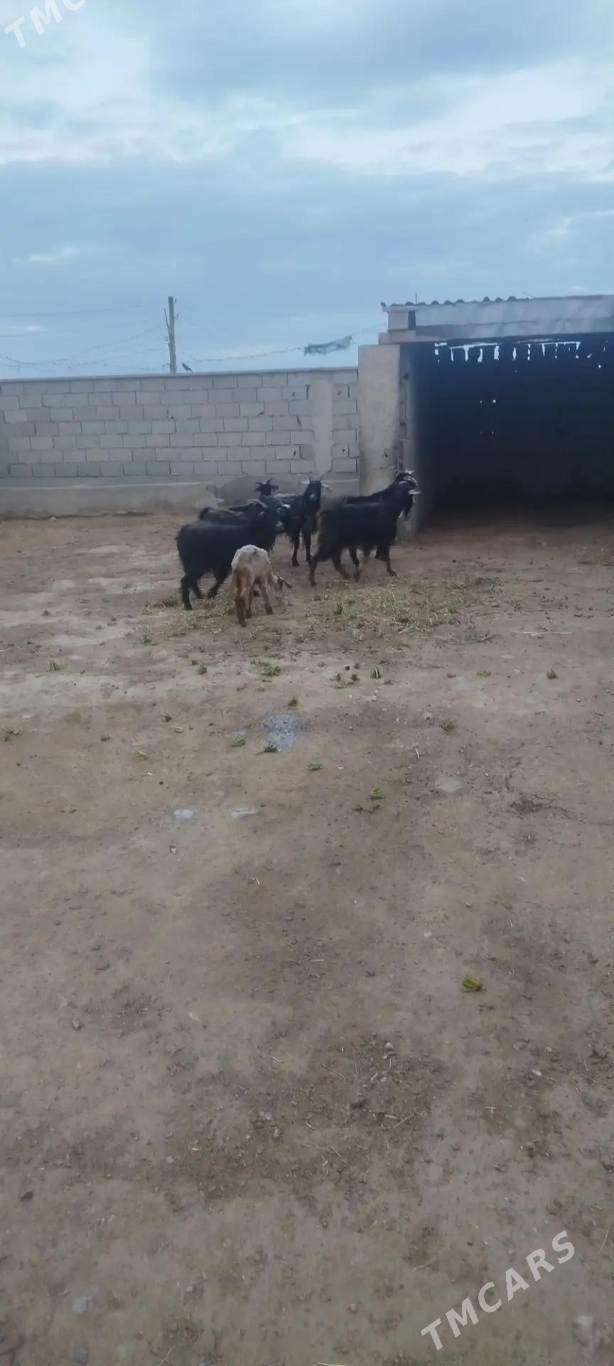 cebis geci goyun - Bäherden - img 1