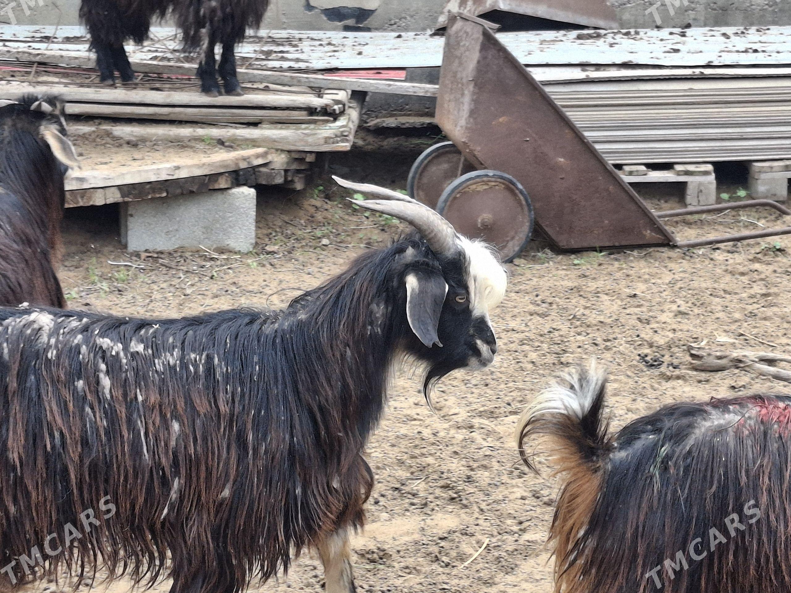 dog geçi - Чоганлы - img 1