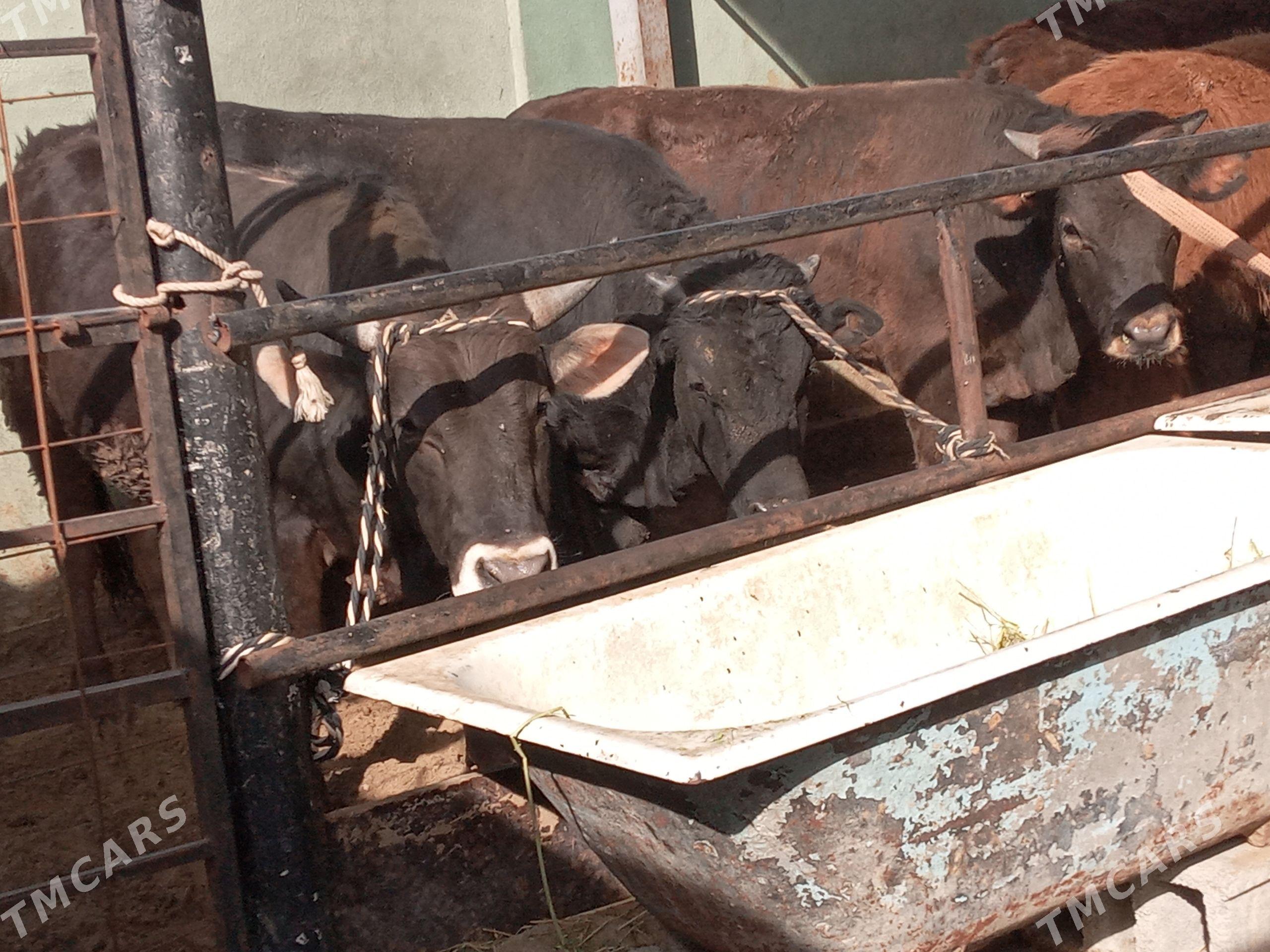 uly 5.okiz - Büzmeýin - img 1