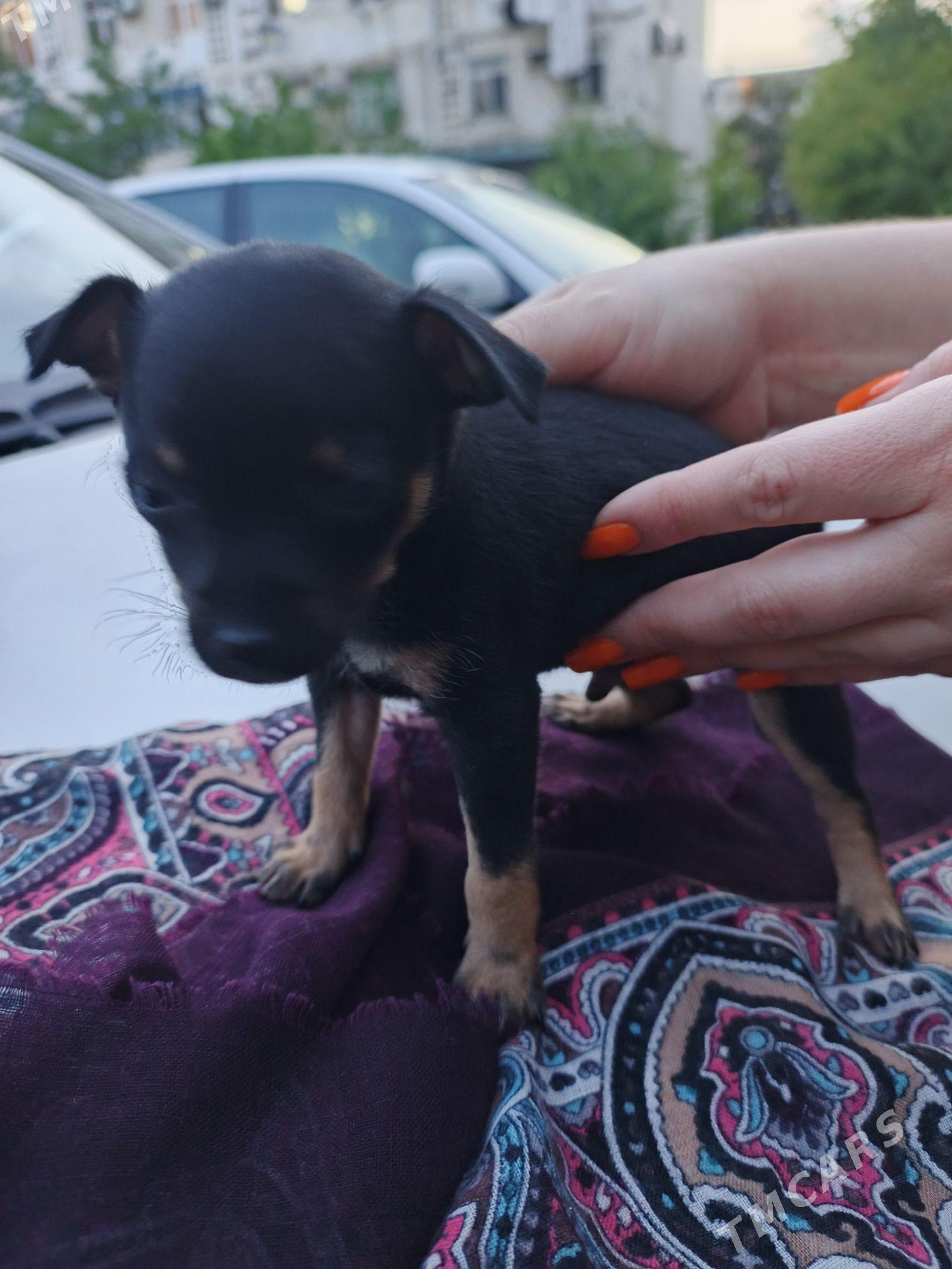 Той терьер - Aşgabat - img 1