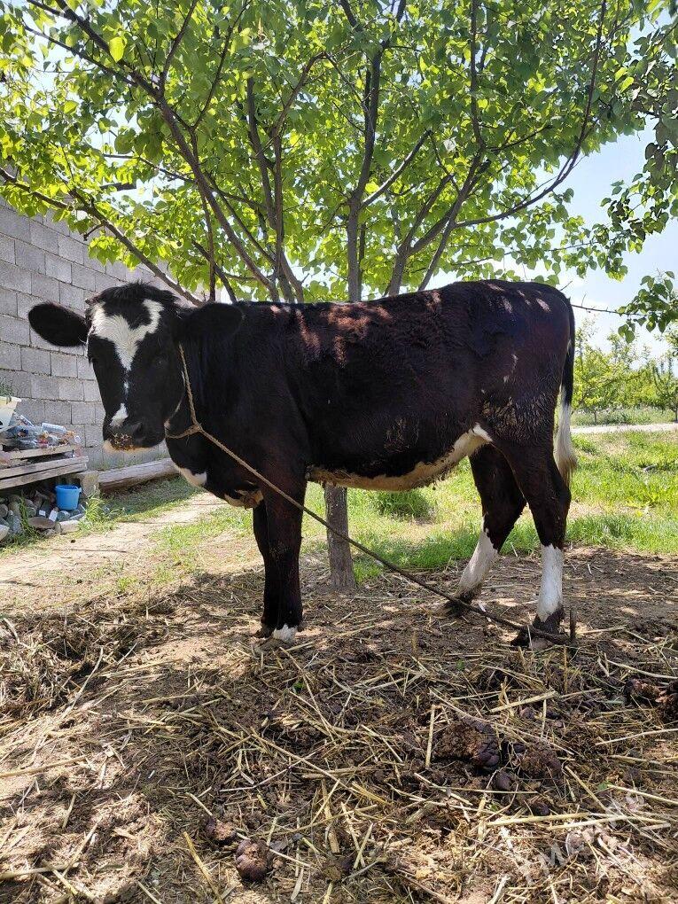 tüwe - Gökdepe - img 1