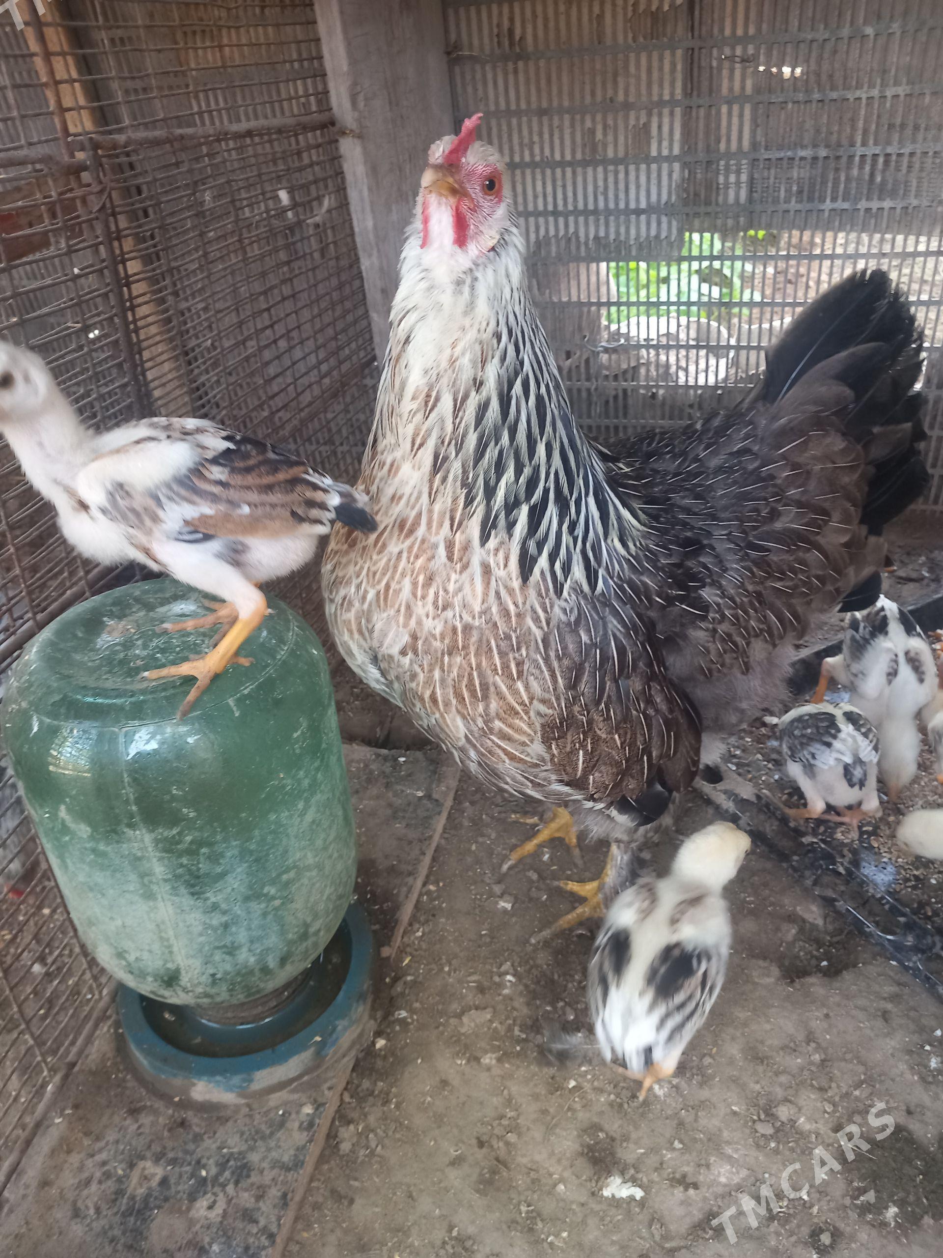 bayes juje - Saýat - img 1