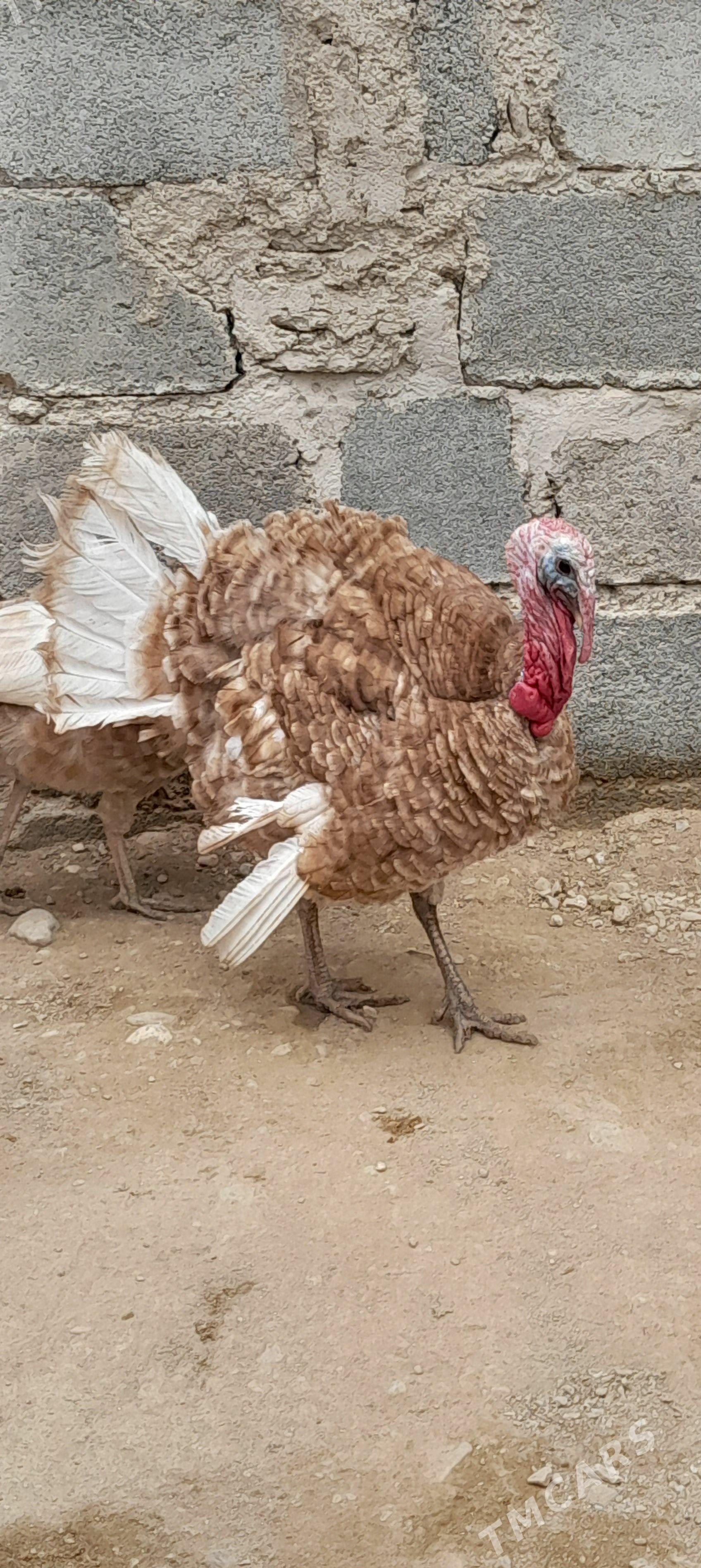 induk - Балканабат - img 1