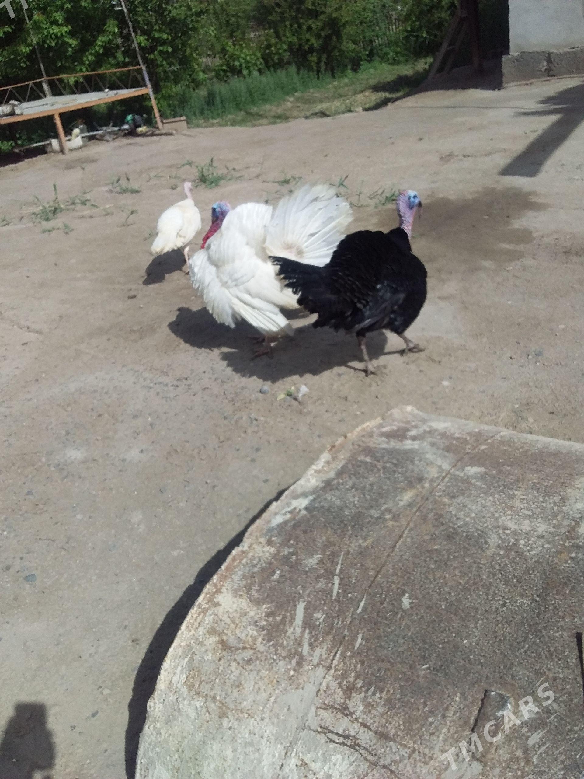 еркек индук - Farap - img 1