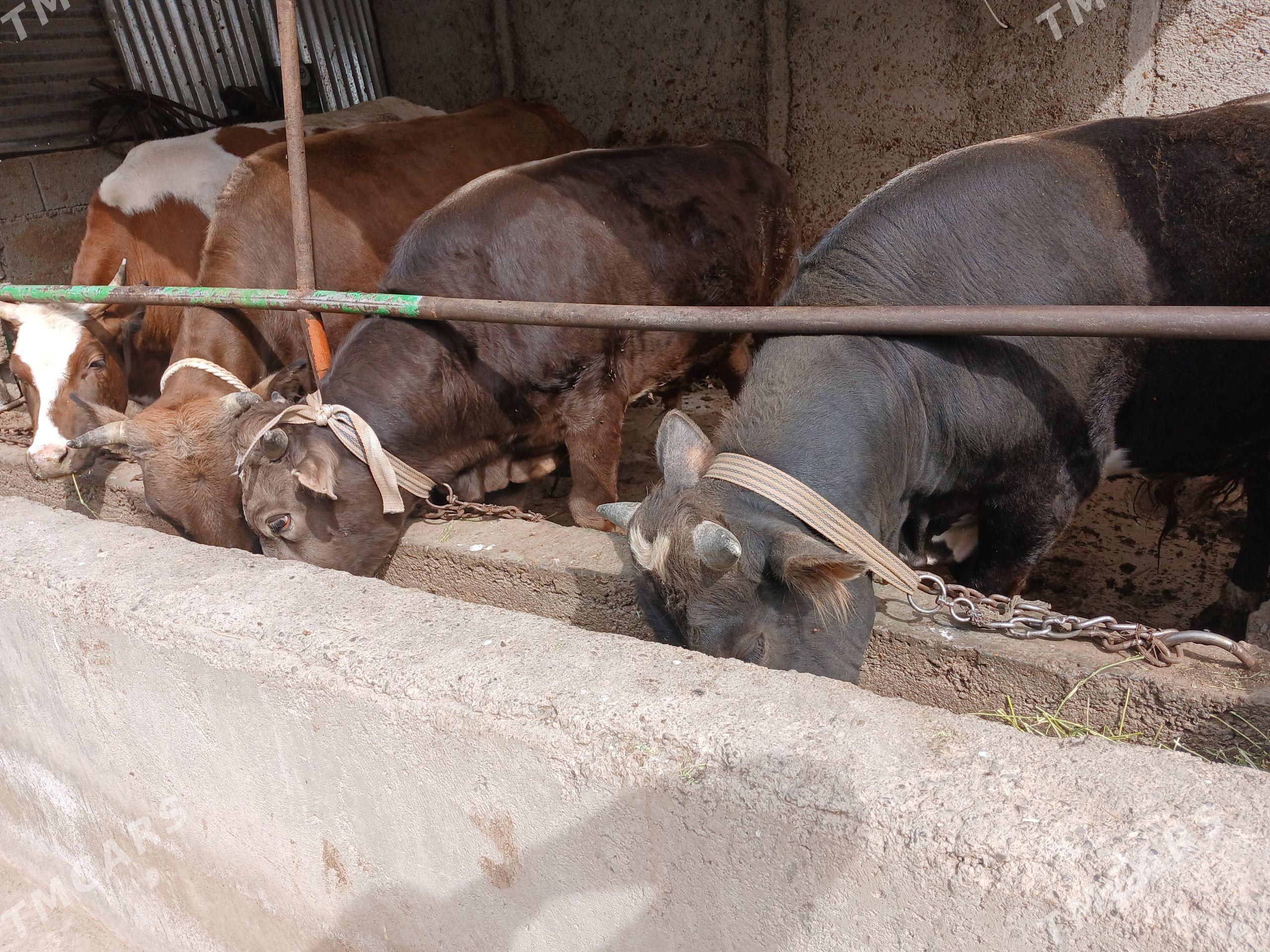 okuz tuwe - Кëши - img 1