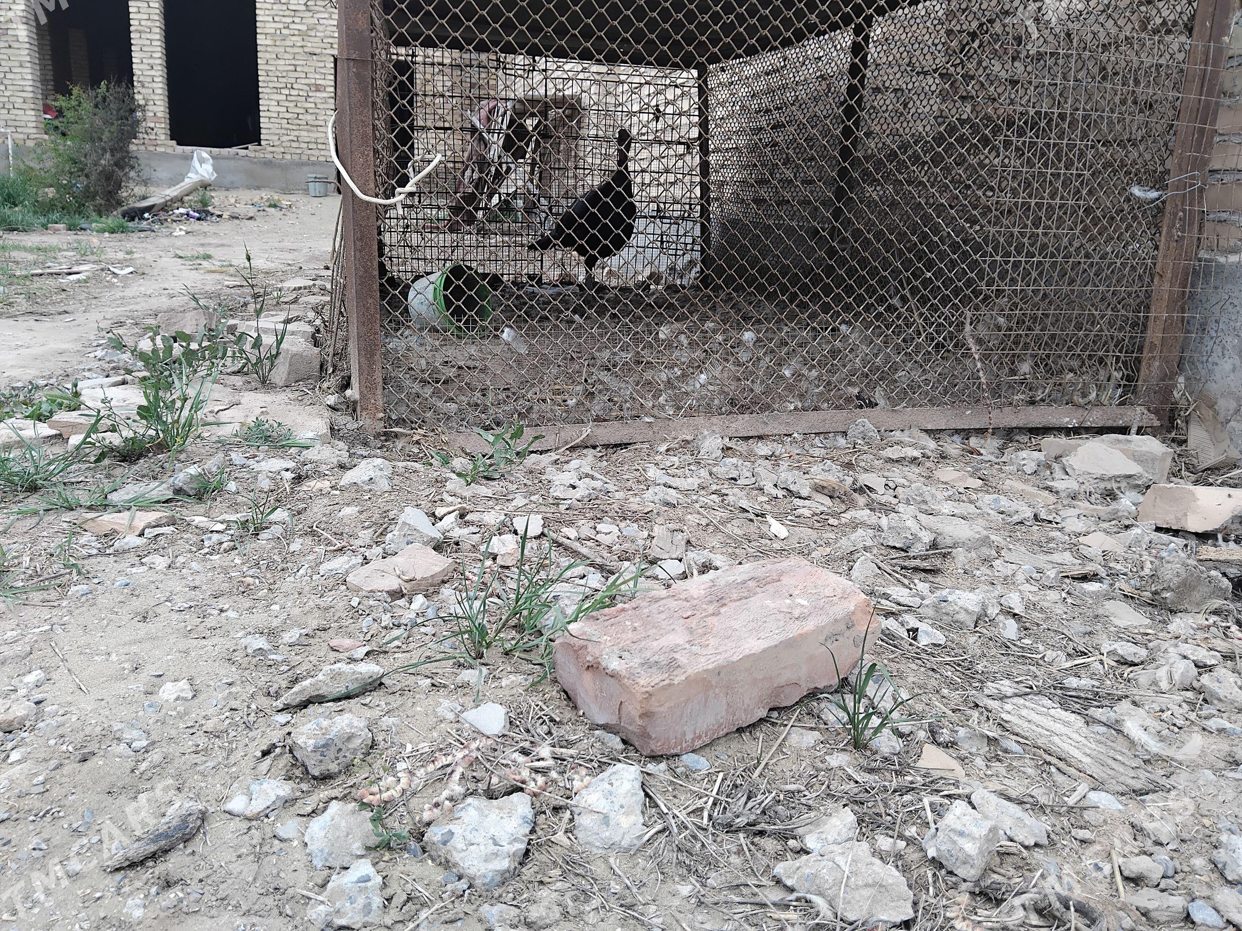 Indyuk - Türkmenabat - img 1