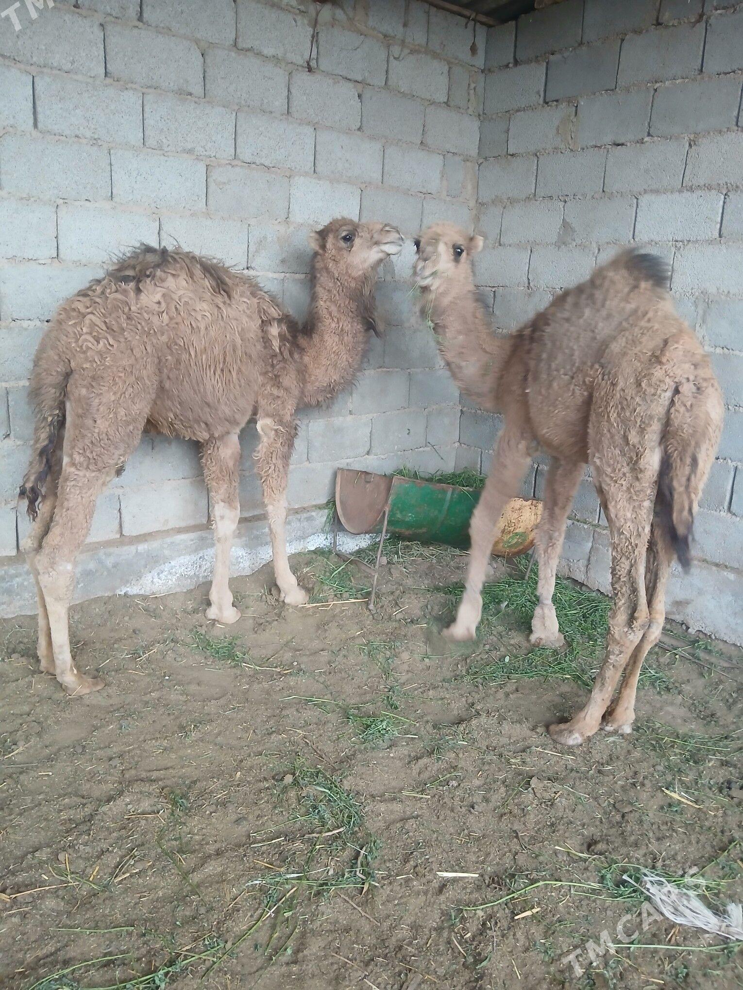 erkek.torum - Теджен - img 1