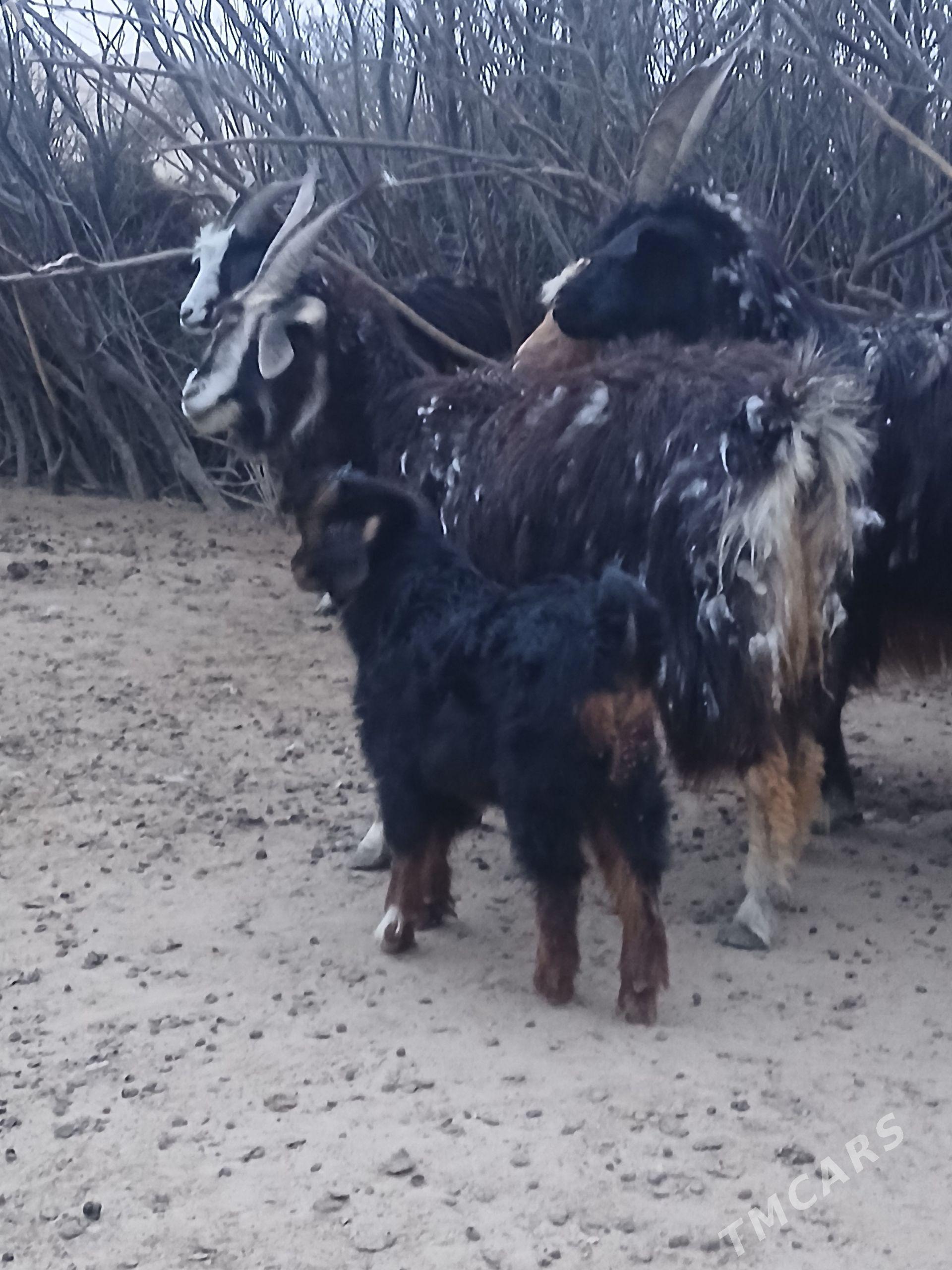 owlakly geçi we gysyr geçi - Эсенгулы - img 1