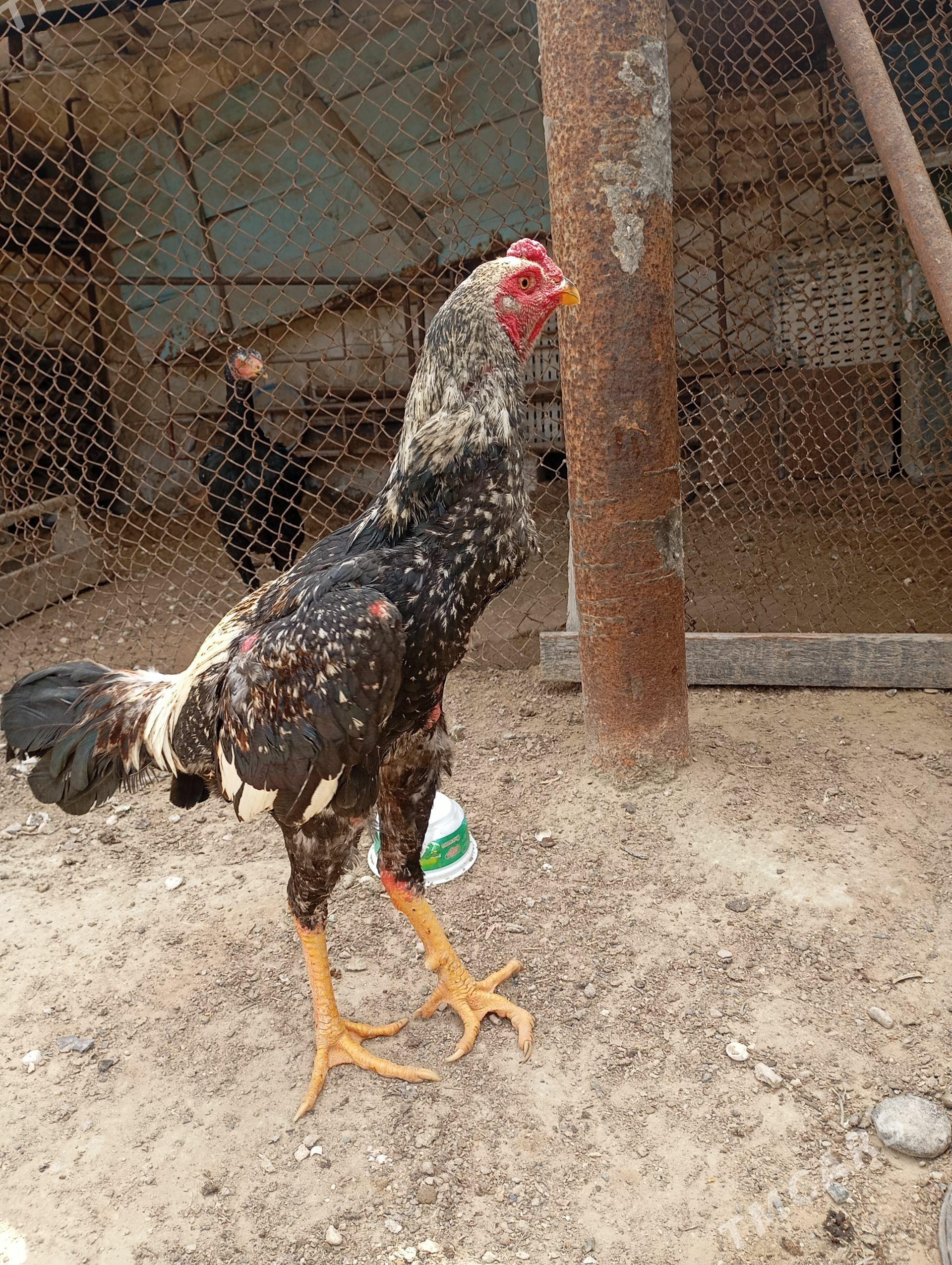 baýes - Türkmenbaşy - img 1