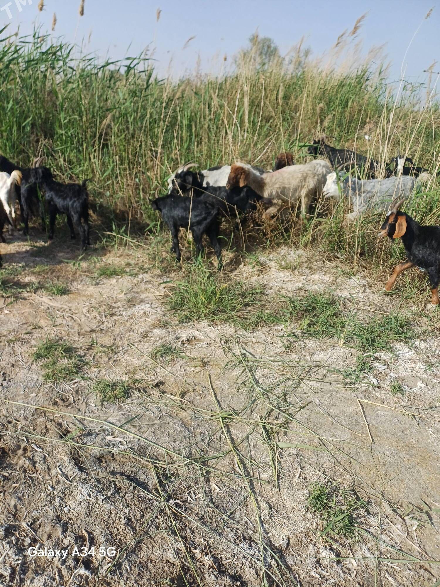 çewi§ - Мары - img 1