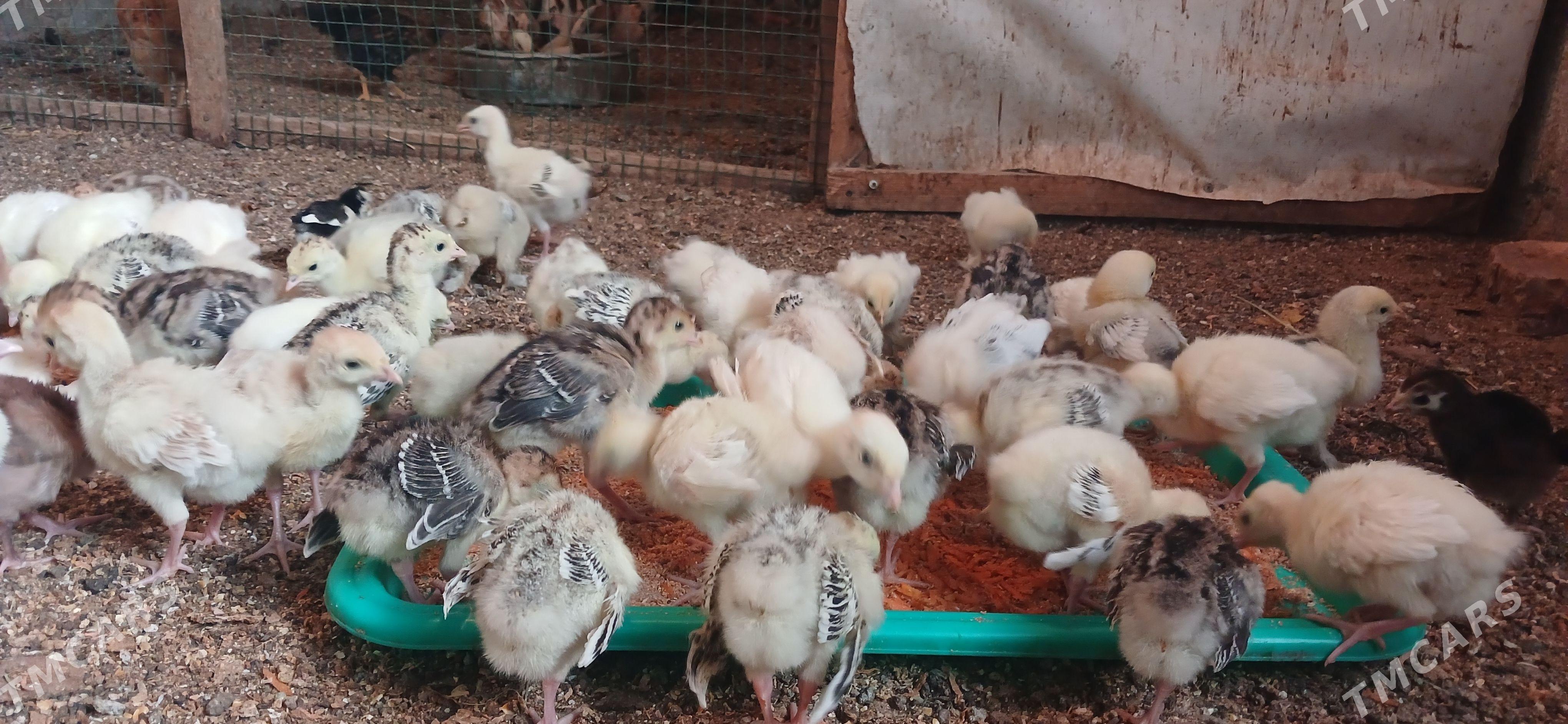 Induk  jüje - Чоганлы - img 1