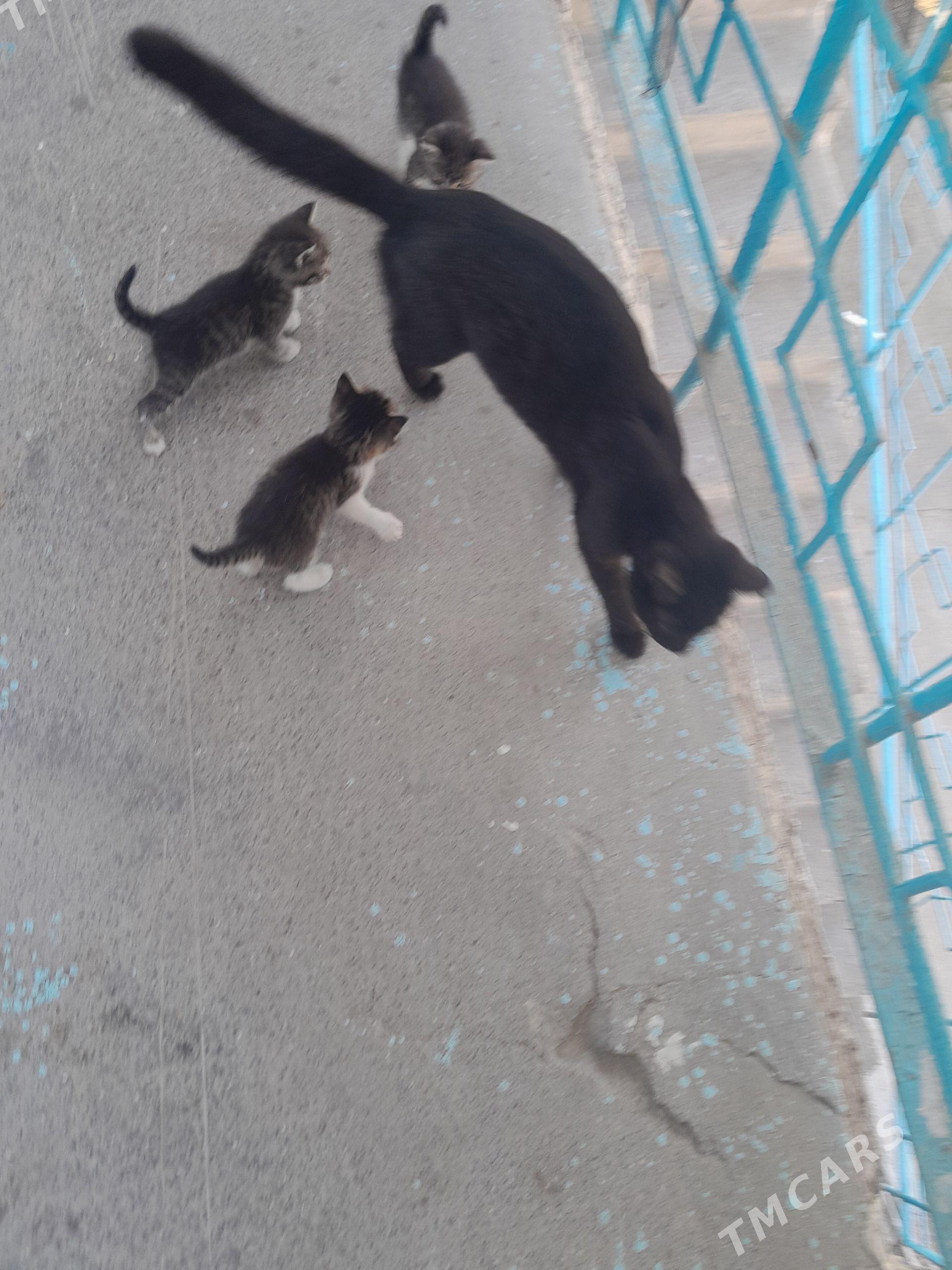 Pişik - 11 mkr - img 1