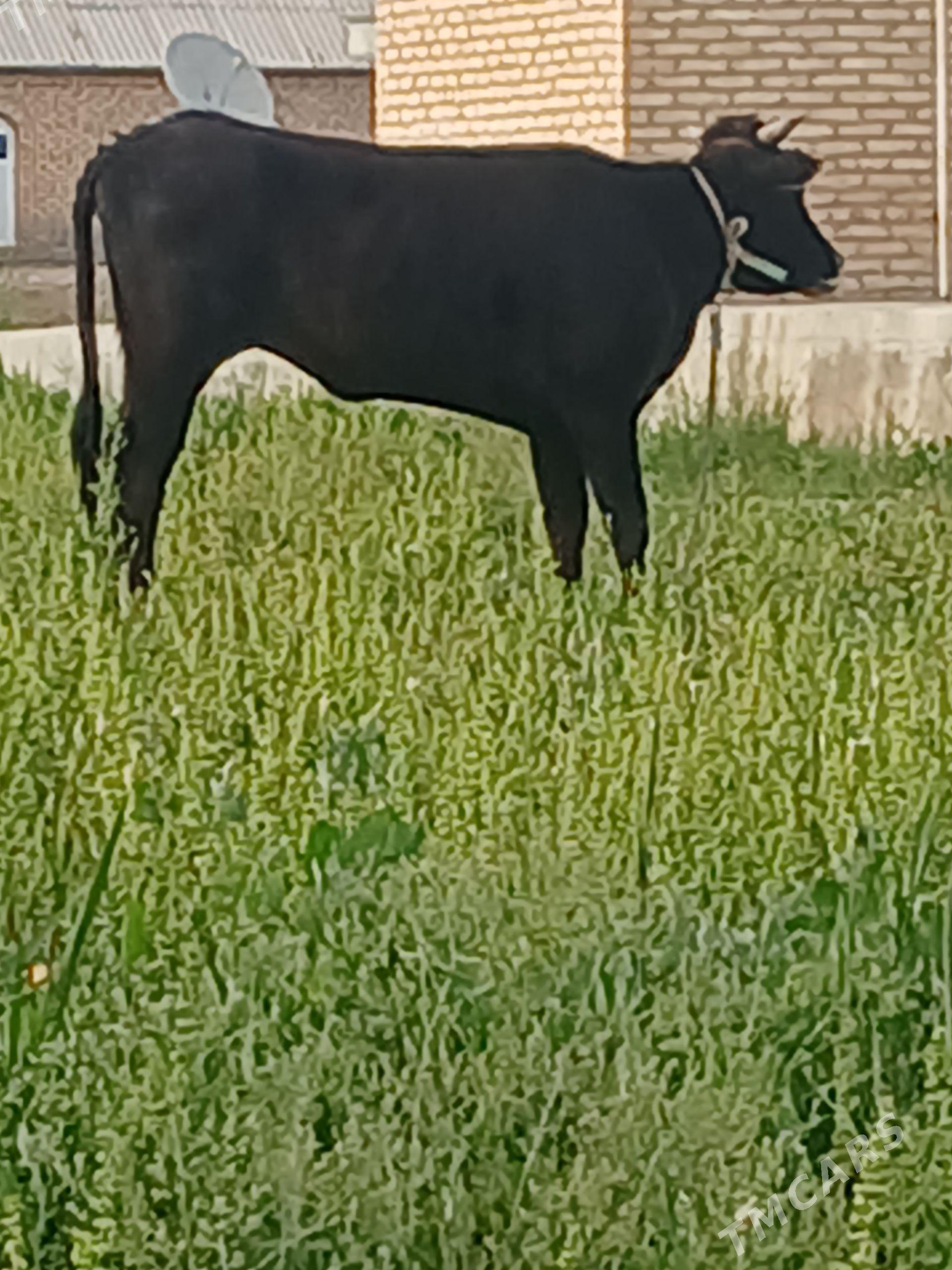 gysyr gulajyn - Mary - img 1