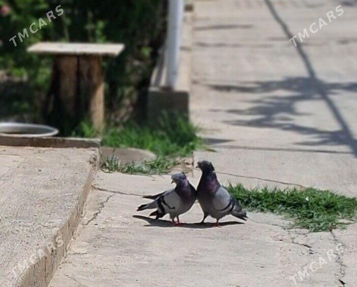 sizyy kepderi - Багир - img 1