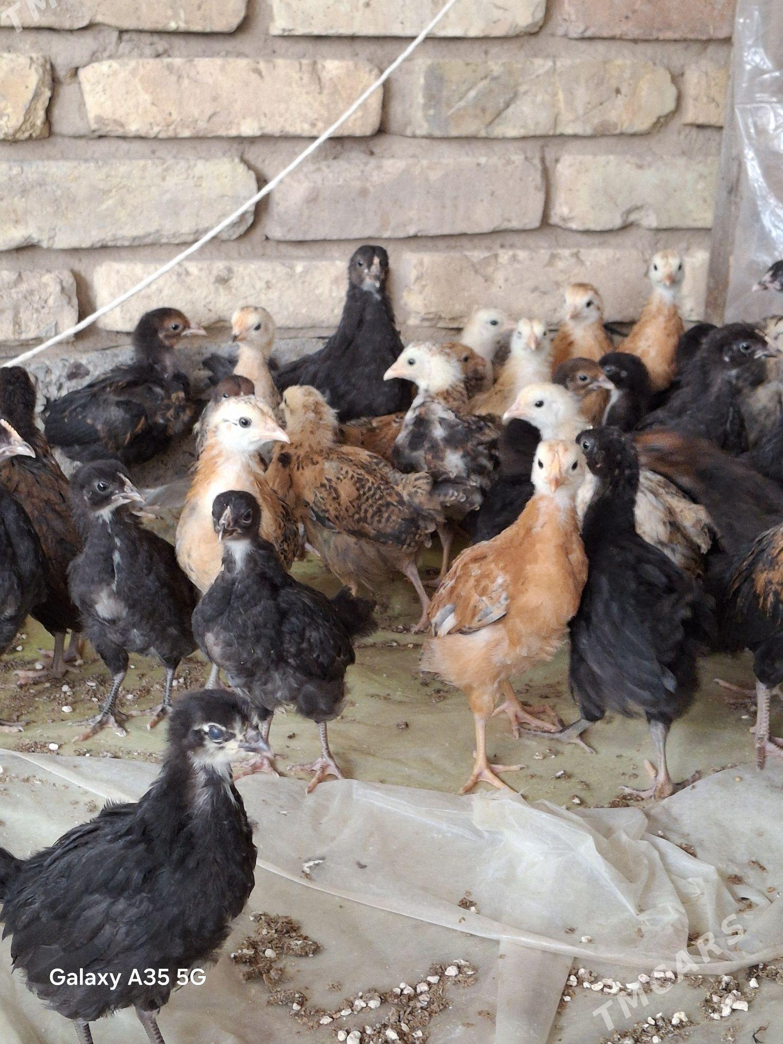 tovuk jujeler - Мургап - img 1