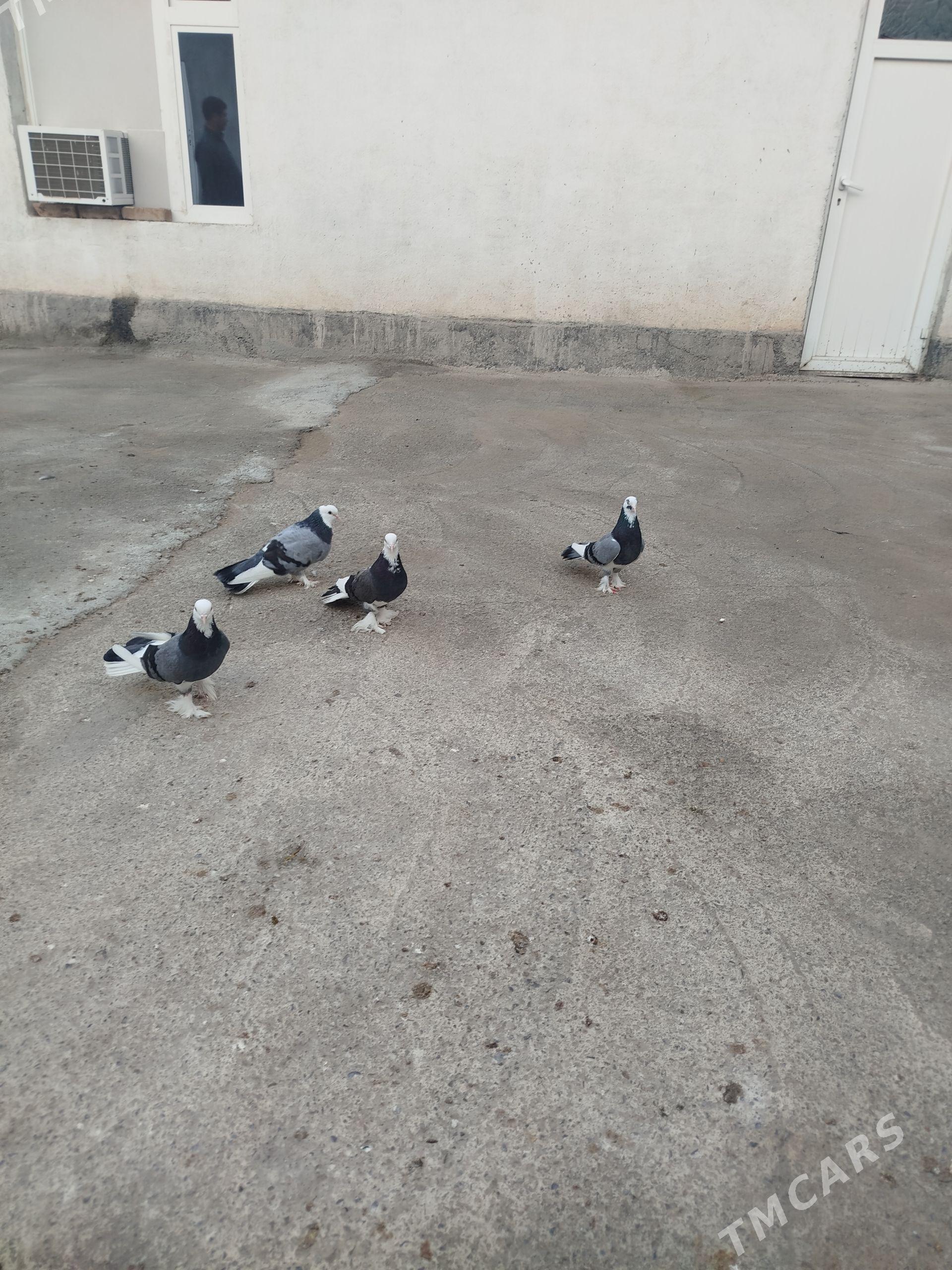 kepderi - Ашхабад - img 1