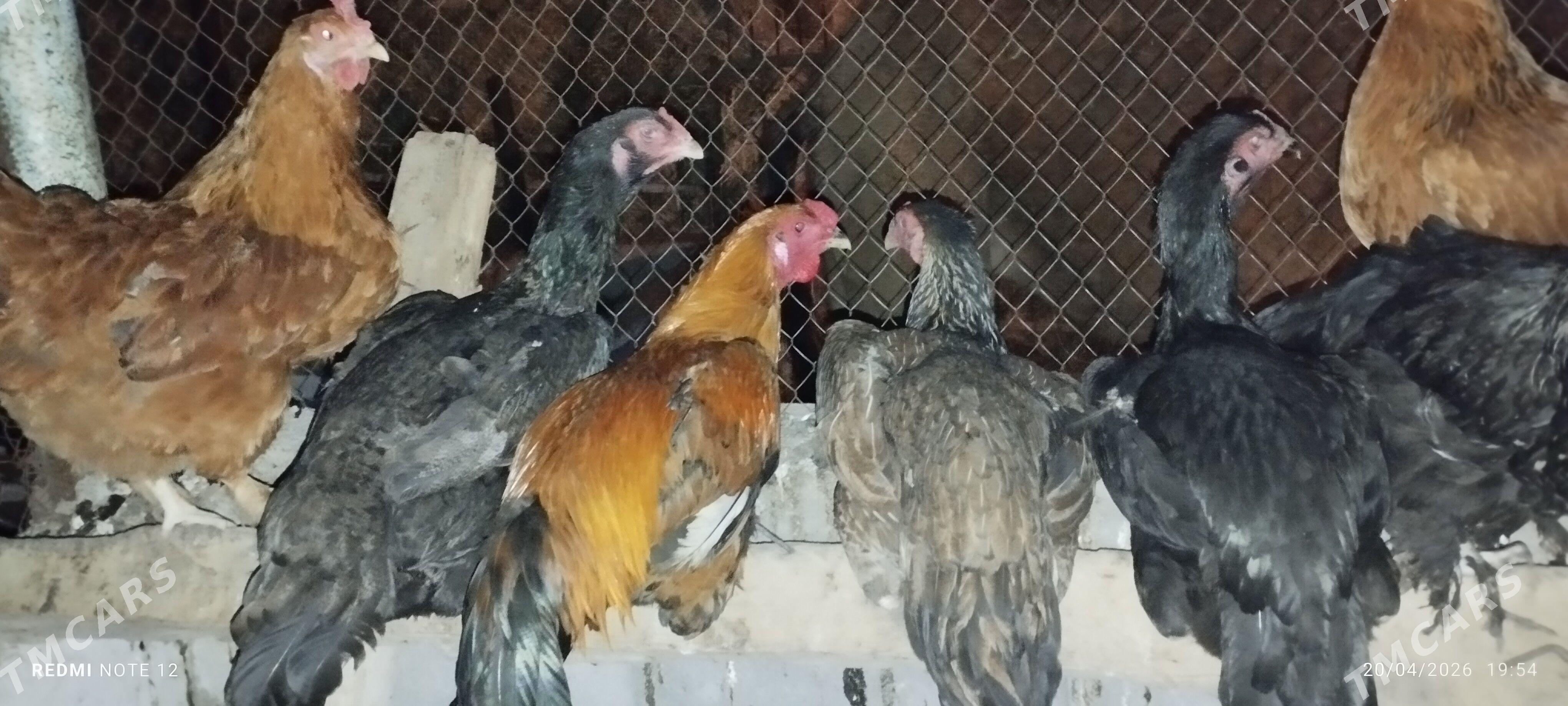 taskent bayes - Анев - img 1