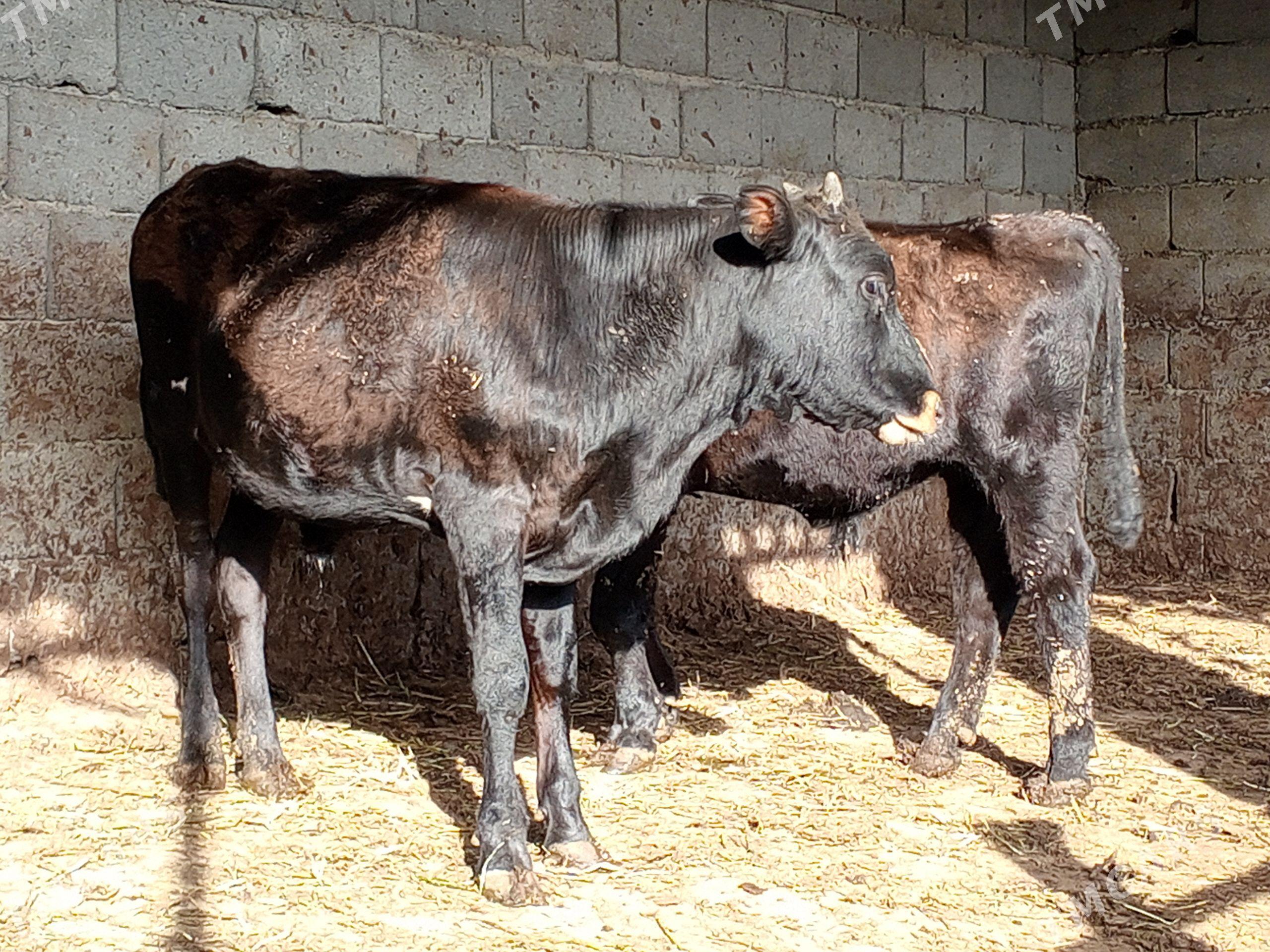 öküz tuwe - Gökdepe - img 1
