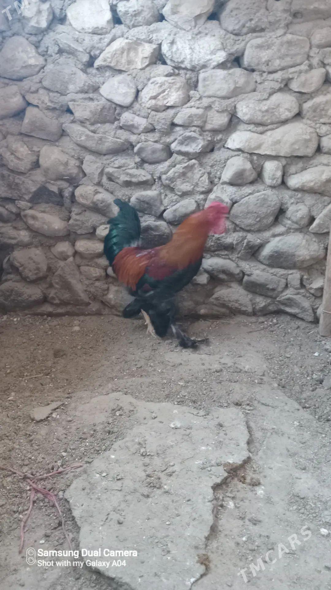 40kekeç - Джебел - img 1