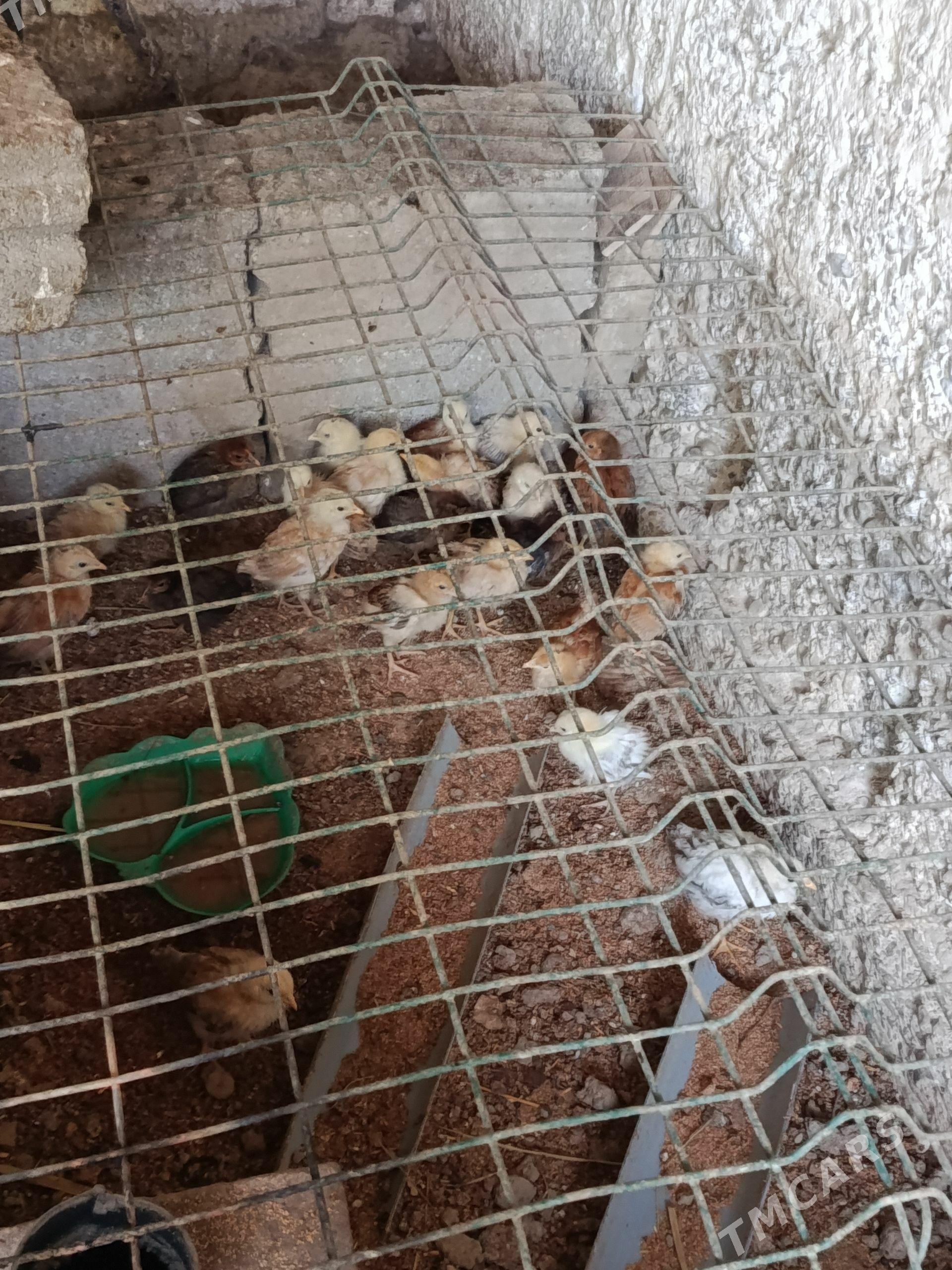 juje - Бузмеин - img 1