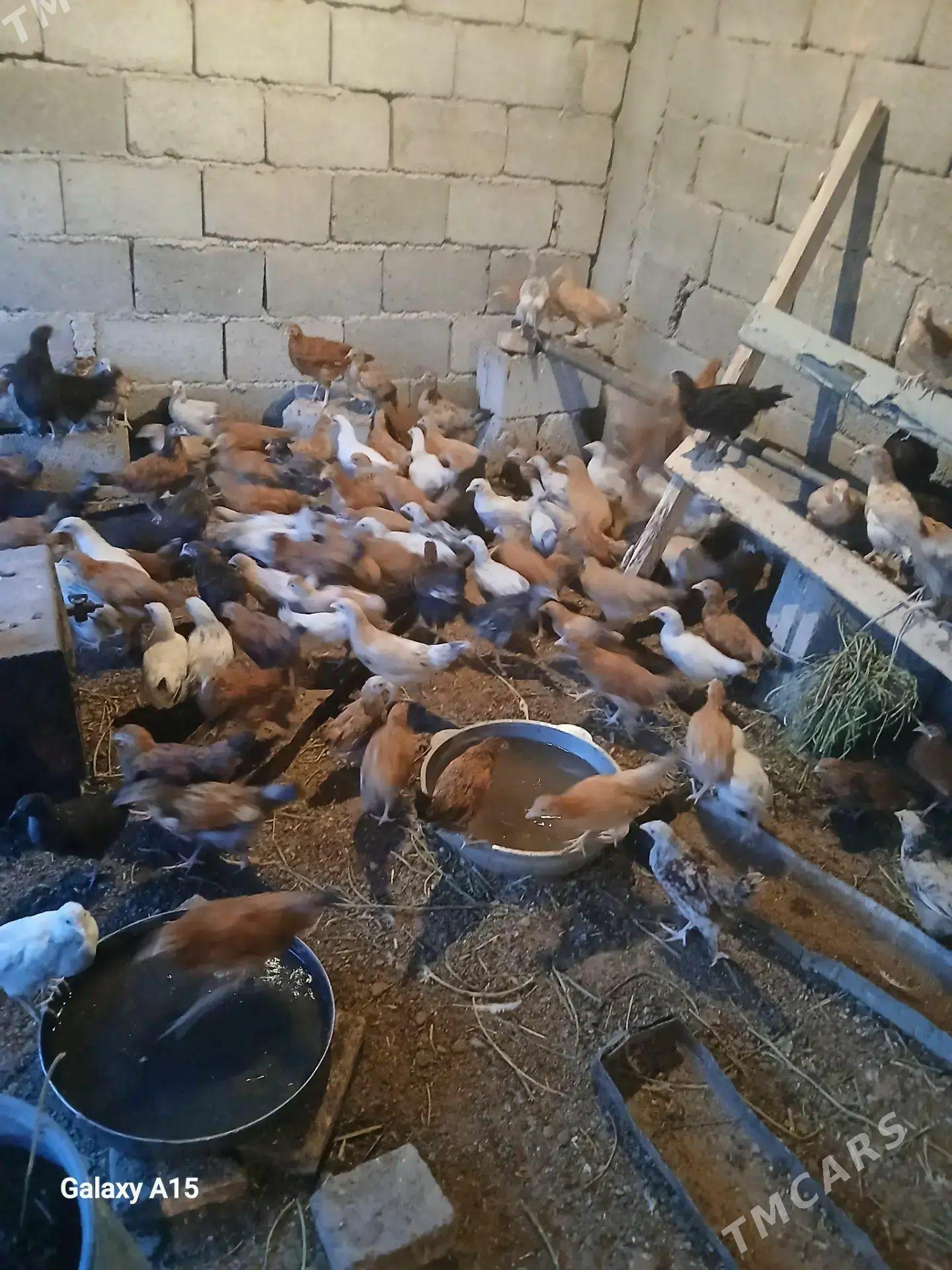 Satlyk juyjeler - Кака - img 1