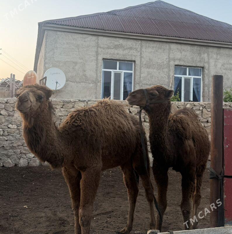 Ogsuk bakyda duran - Balkanabat - img 1