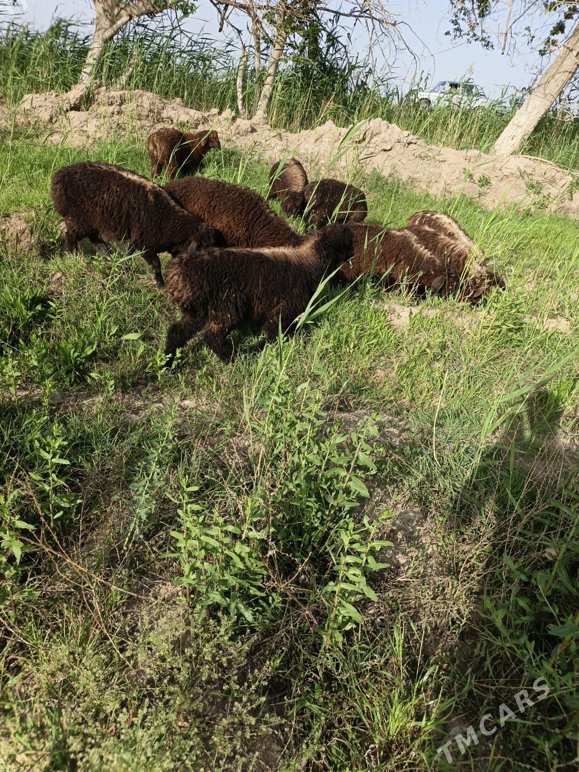 Meydan tokly - Мары - img 1