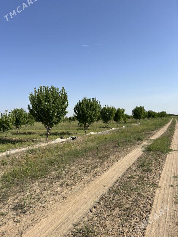 15 гектар - Täze zaman - img 1