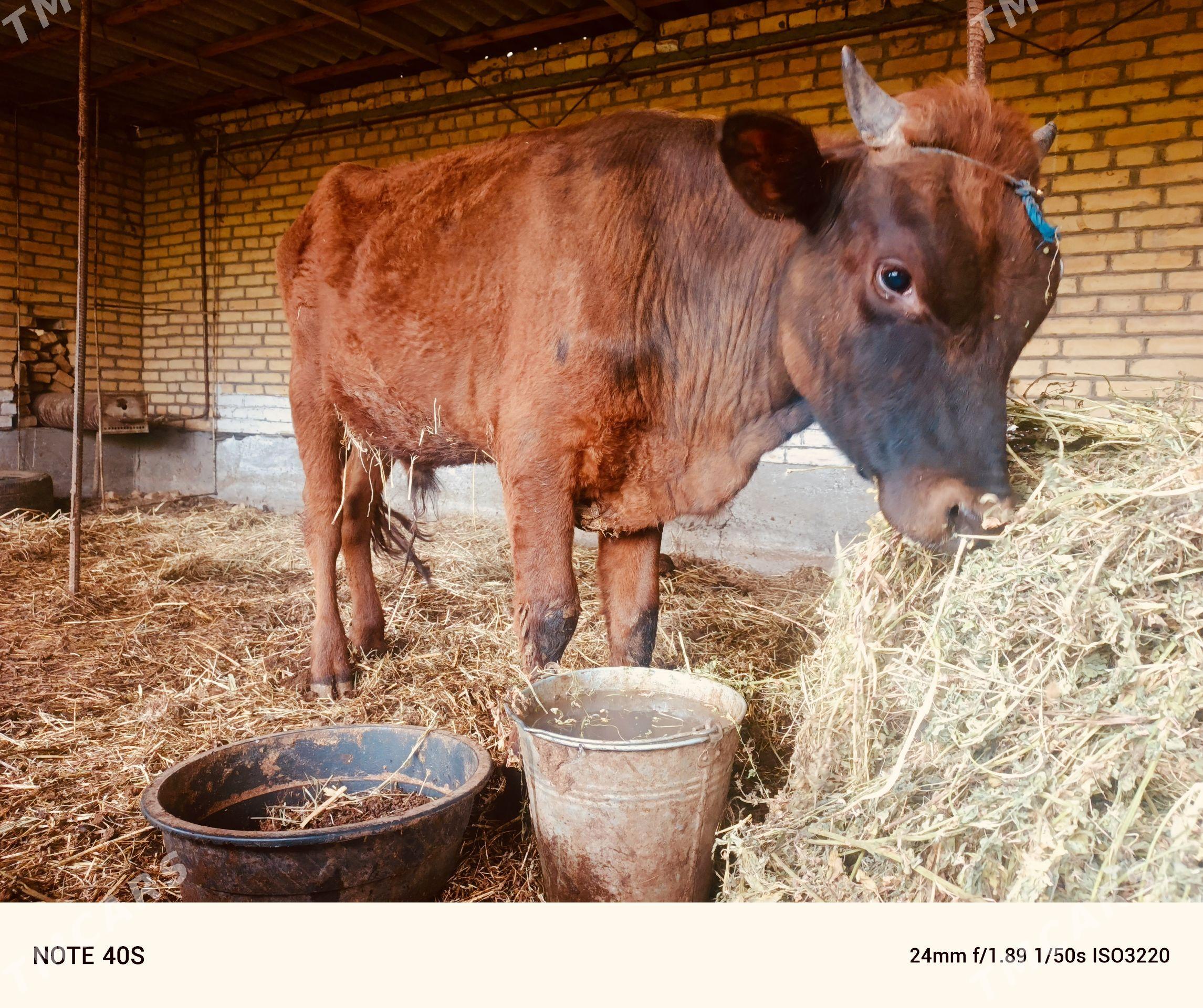 Okuz - Сейди - img 1