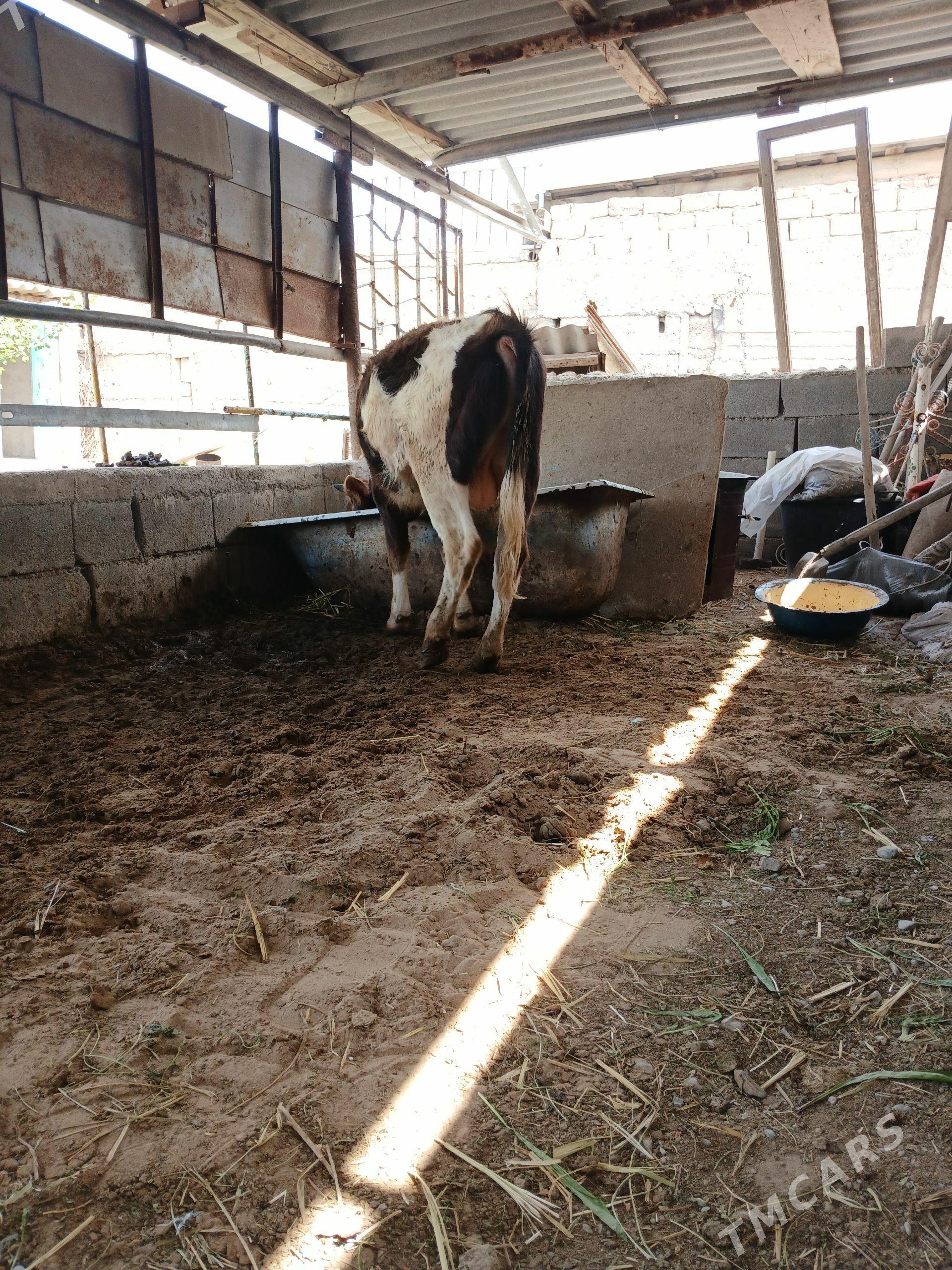 okuz - Ашхабад - img 1