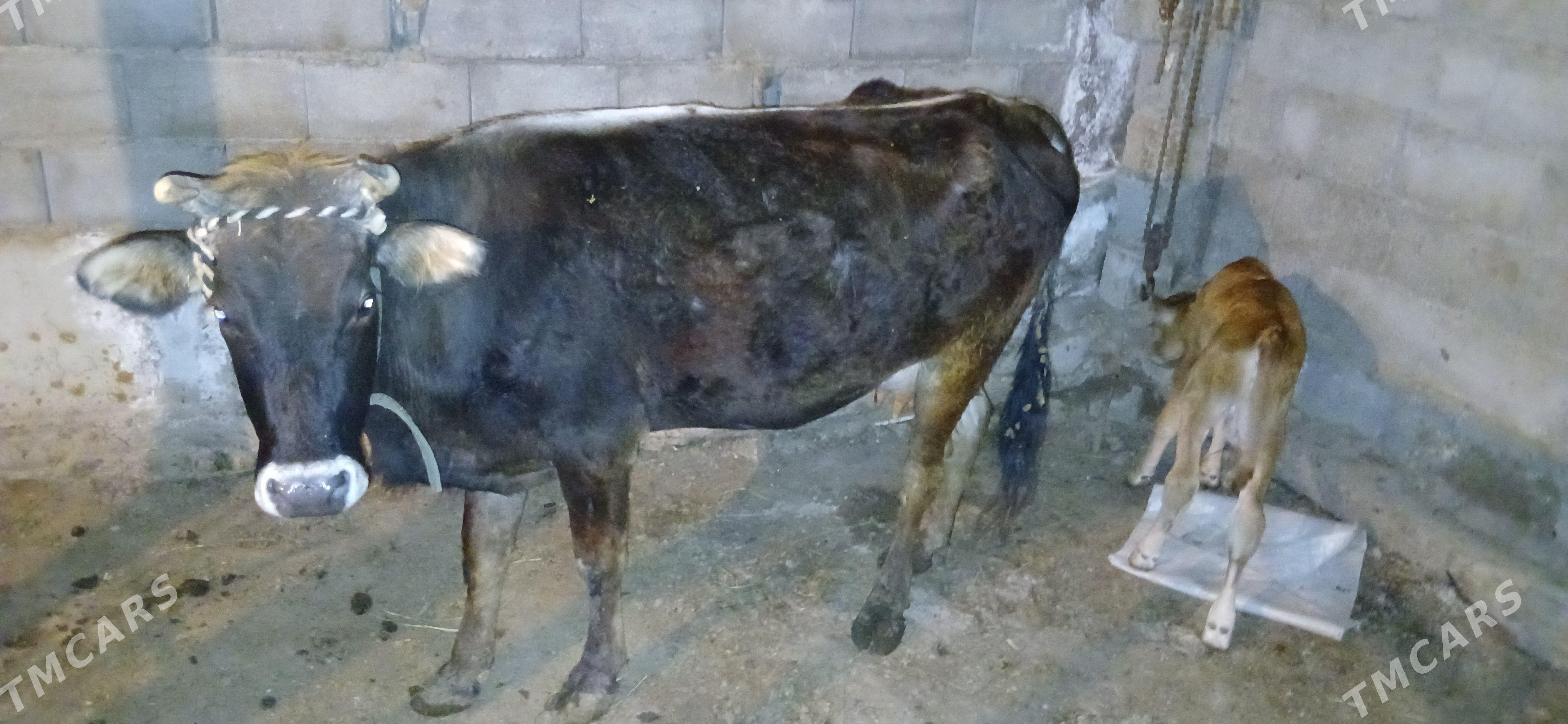 goleli sygyr - Ýanbaş - img 1