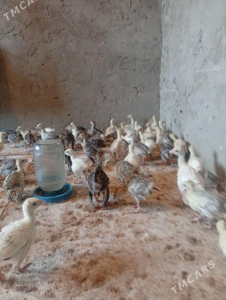 induk juyje - Мургап - img 1