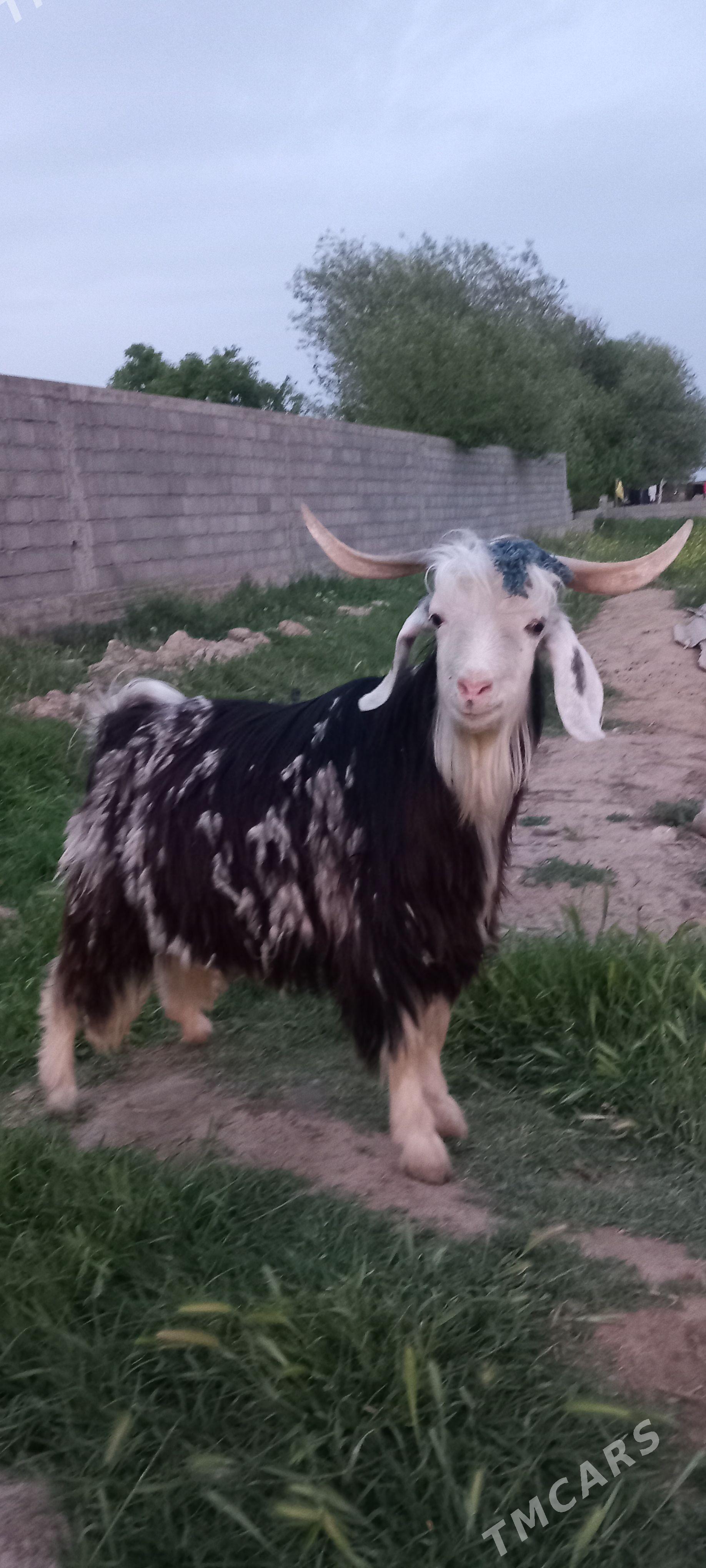 Geci Teke - Гёкдепе - img 1