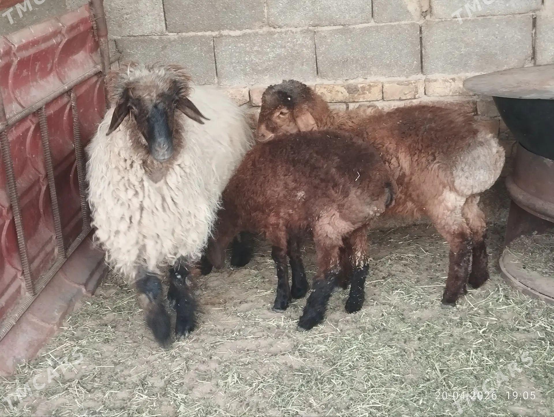 Guzli - Aşgabat - img 1