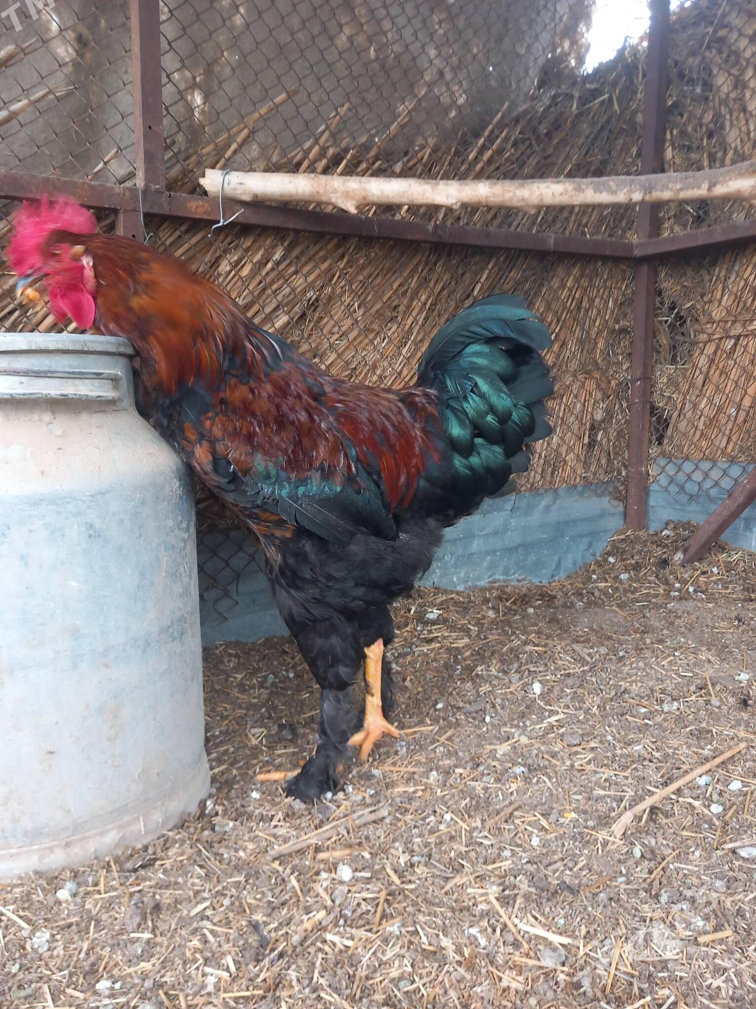 horaz gigant - Гороглы (Тагта) - img 1