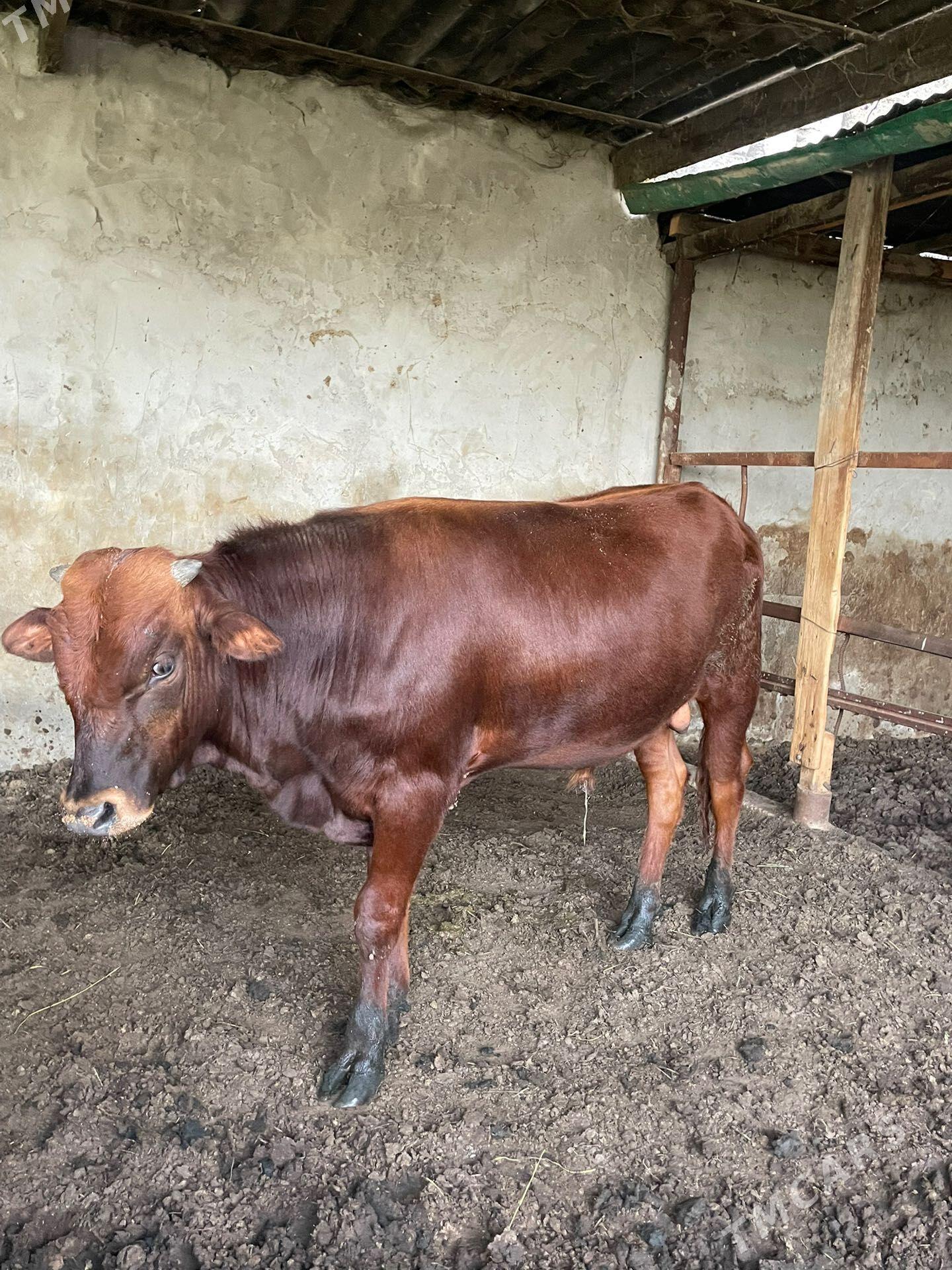 okuz - Багир - img 1