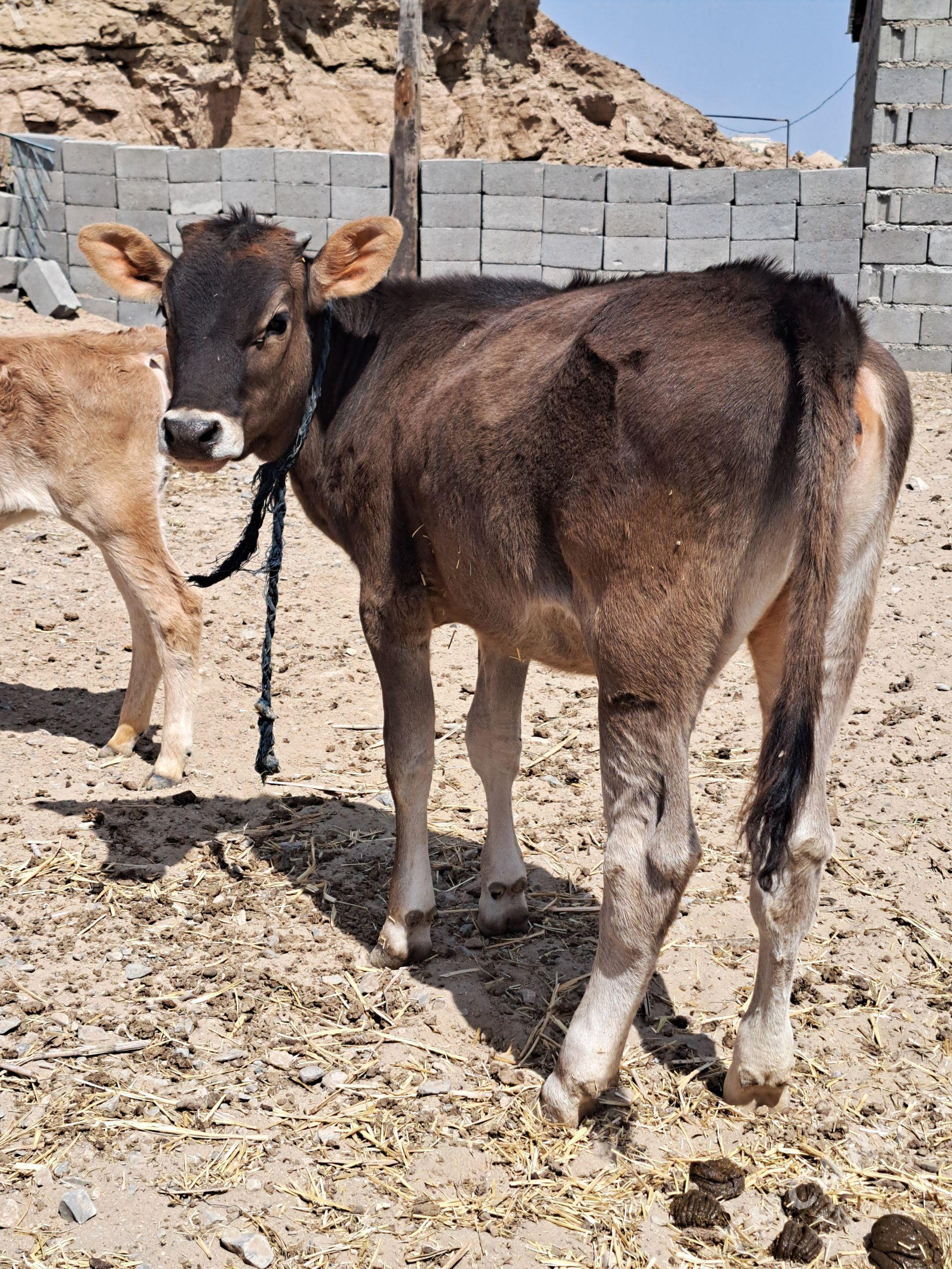 tohum tüwe - Гызыларбат - img 1