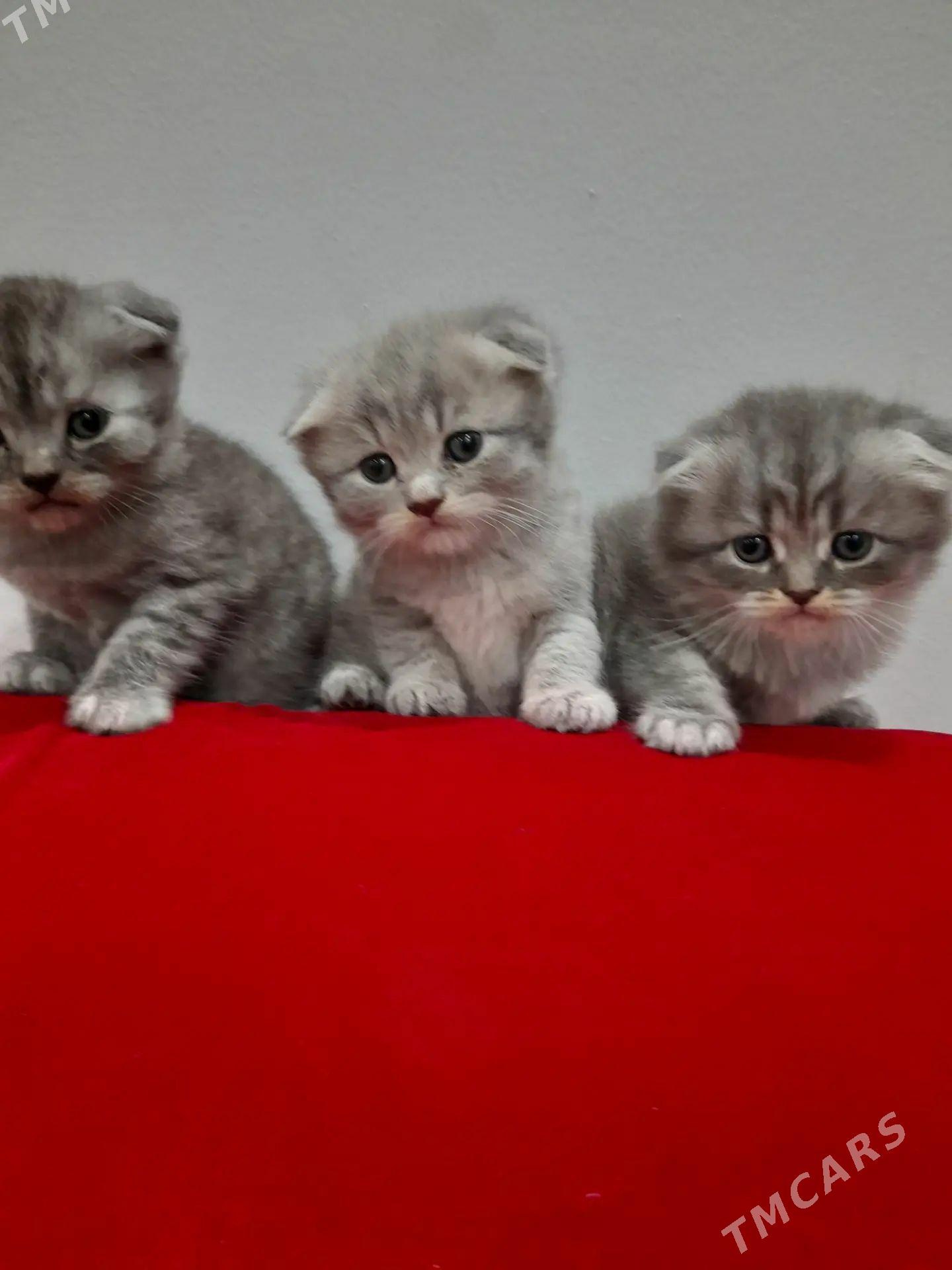 шадтланские вислоухие - Дашогуз - img 1