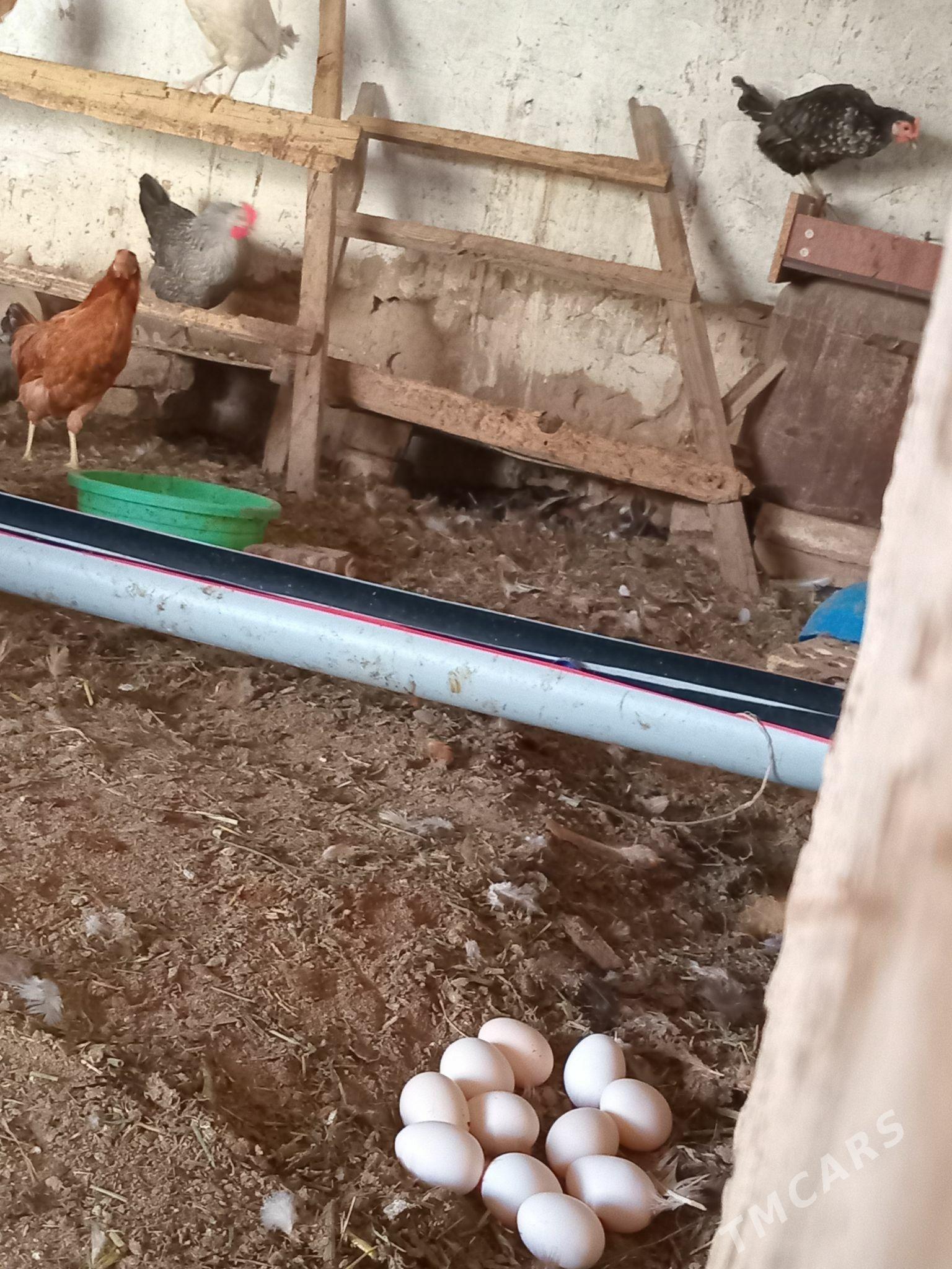 yaṣ̌ towuklar - Мары - img 1