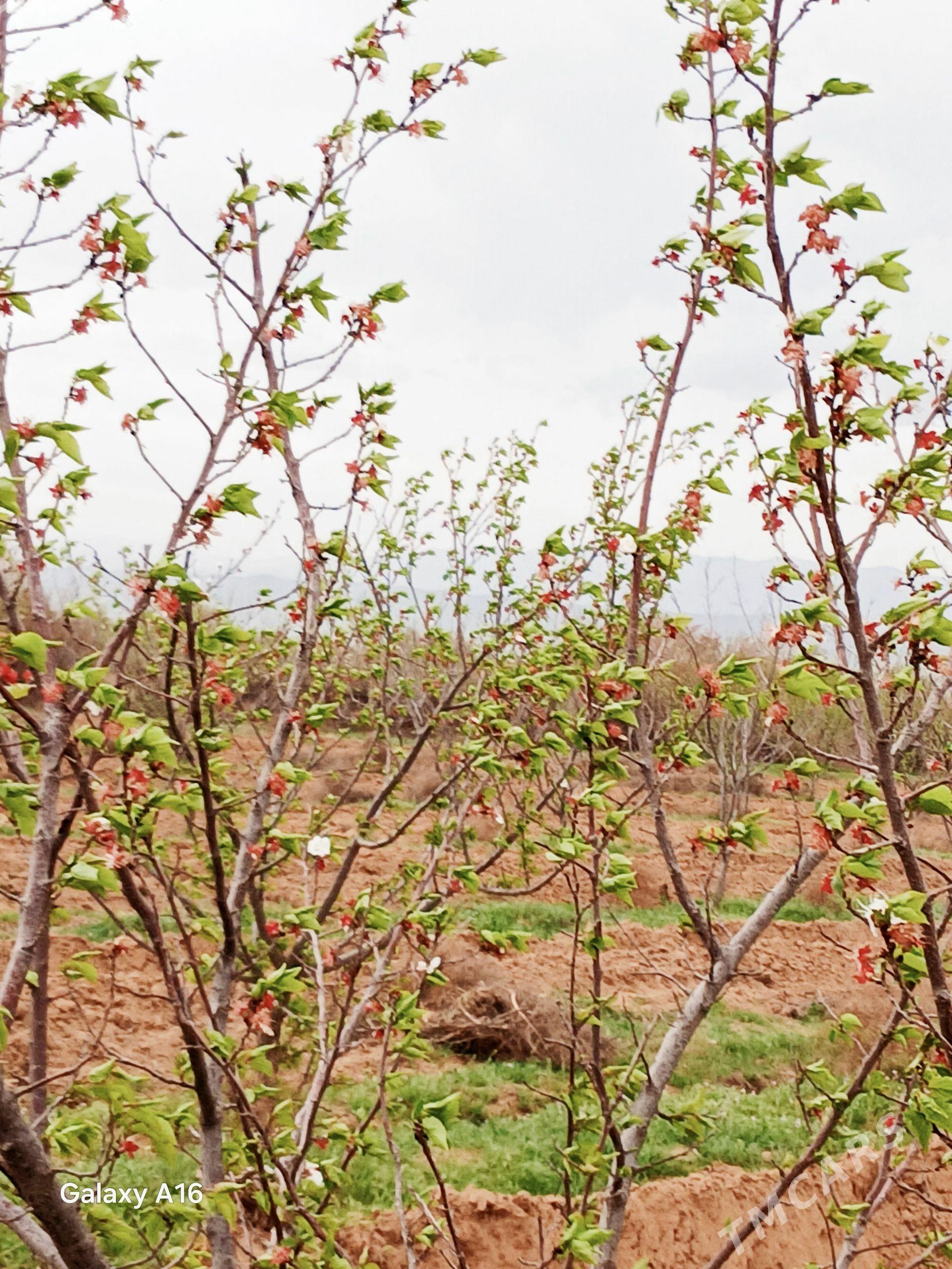 9 kamsarda ekin ýer 6 gek - Ak bugdaý etraby - img 1